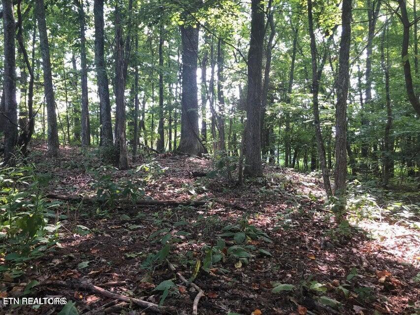 Tbd Jackson Hollow Rd Property Photo 8