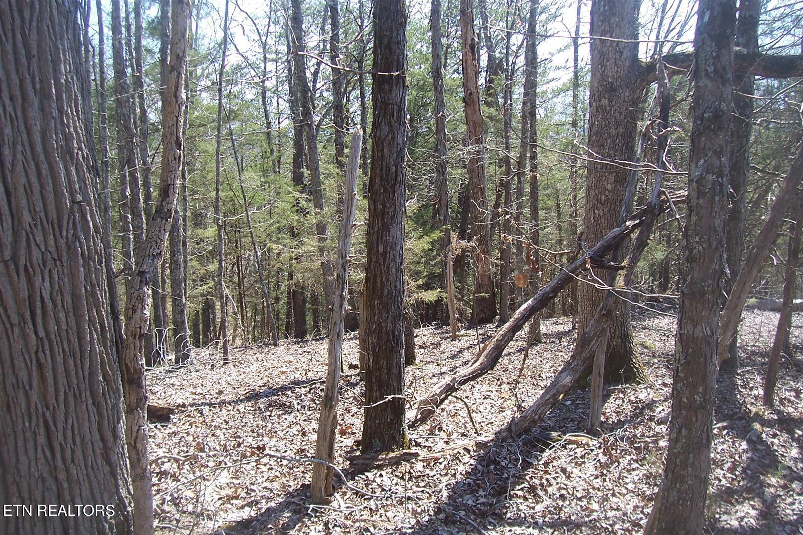 000 Flat Creek Rd Property Photo 12