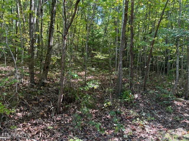 1585 Neddy Mountain Rd Property Photo 12