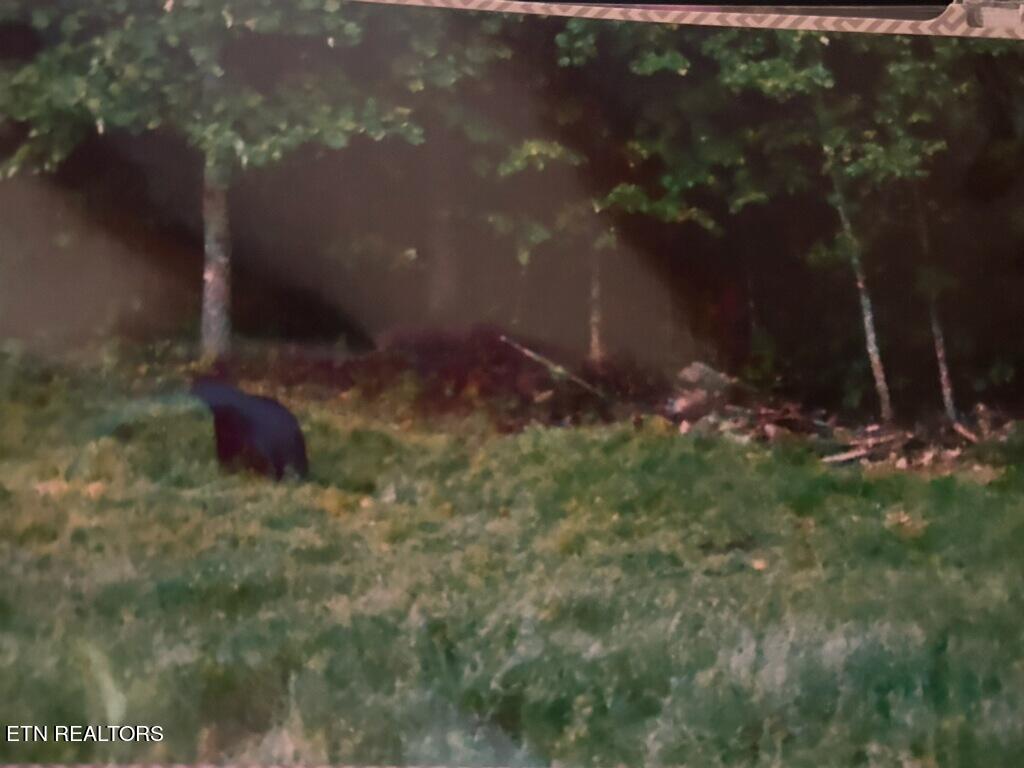 1585 Neddy Mountain Rd Property Photo 19