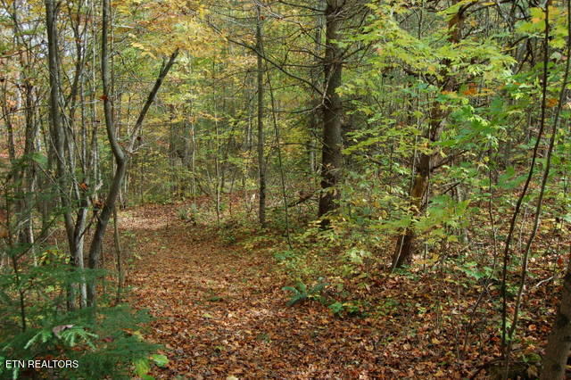 3265 Leatherwood Ford Rd Property Photo 5