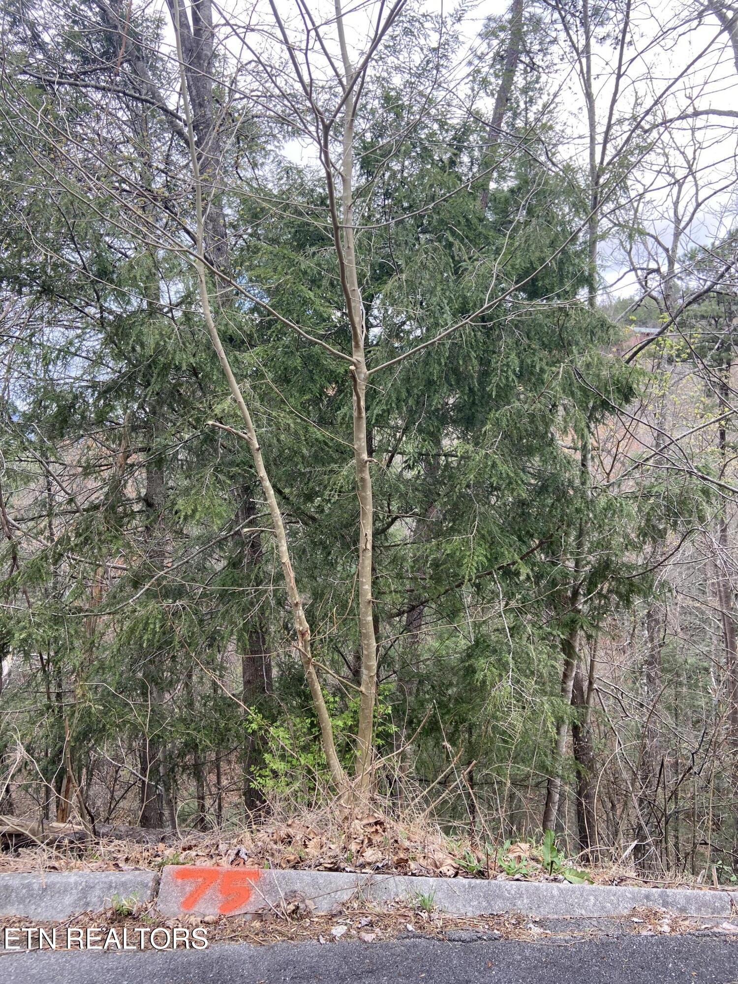 Lot 75 Smoky Ridge Way Property Photo