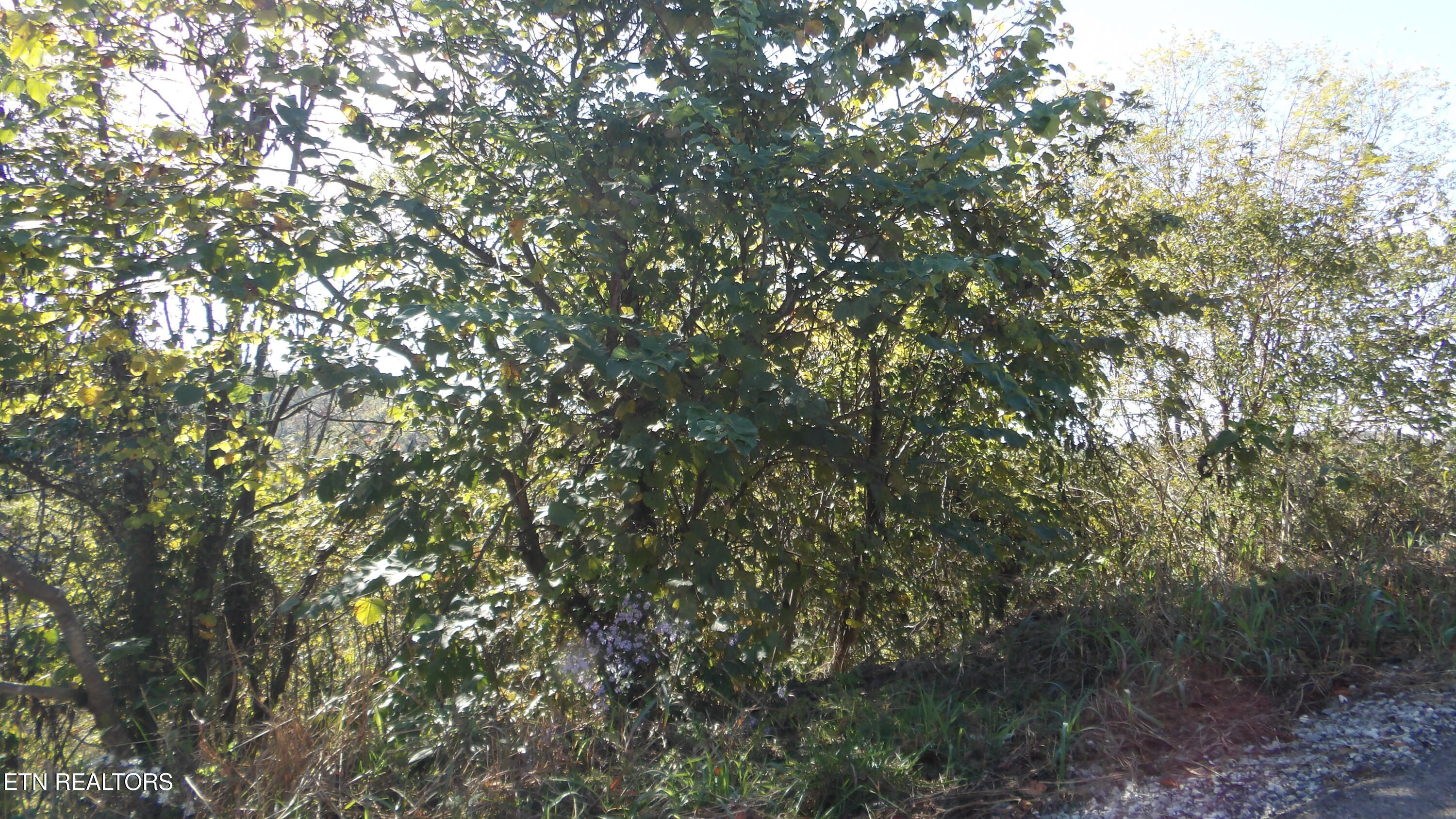 Lot 21d Crappie Lane Property Photo 7
