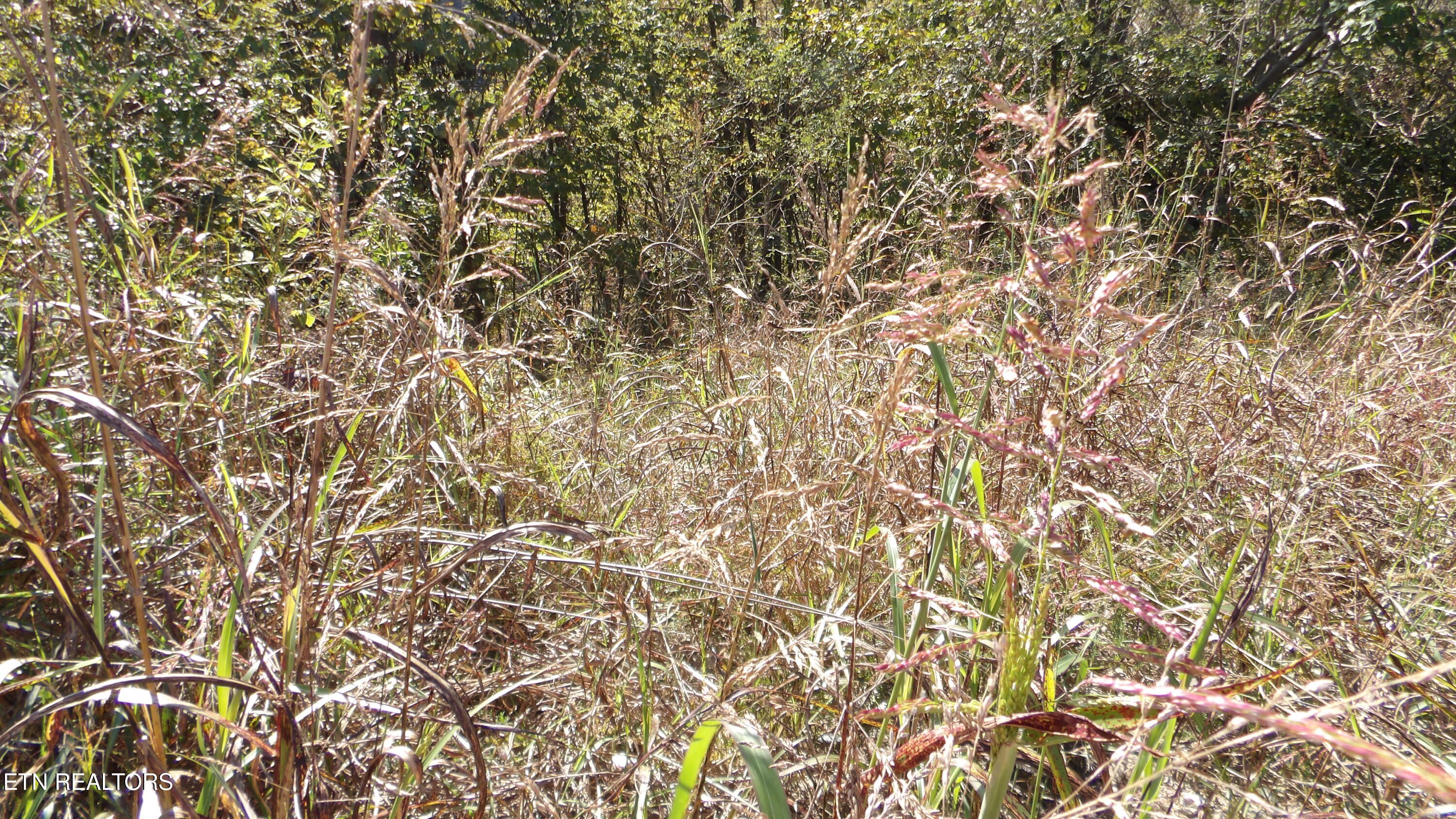 Lot 21d Crappie Lane Property Photo 13