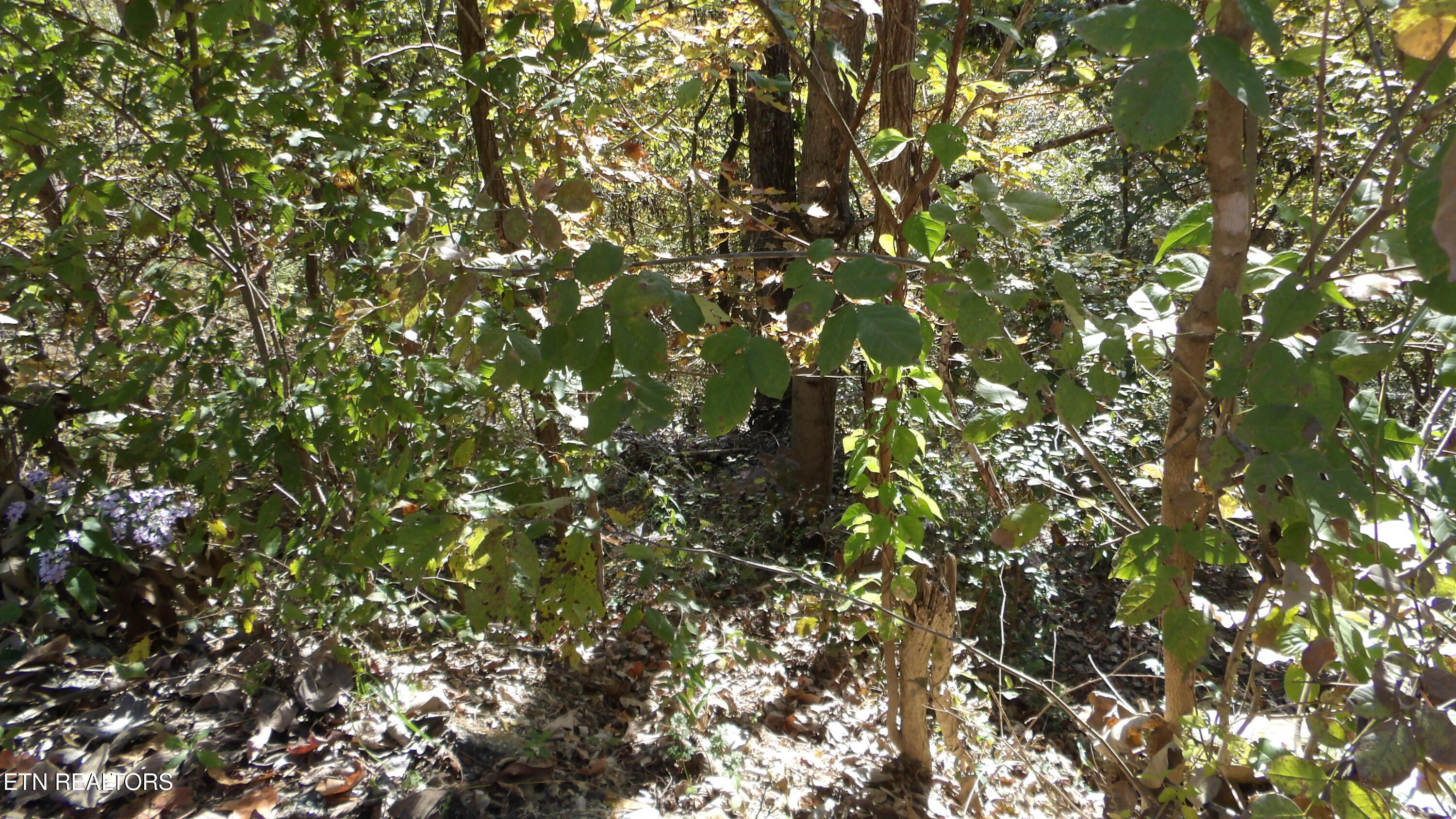 Lot 44d Muskie Lane Property Photo 5