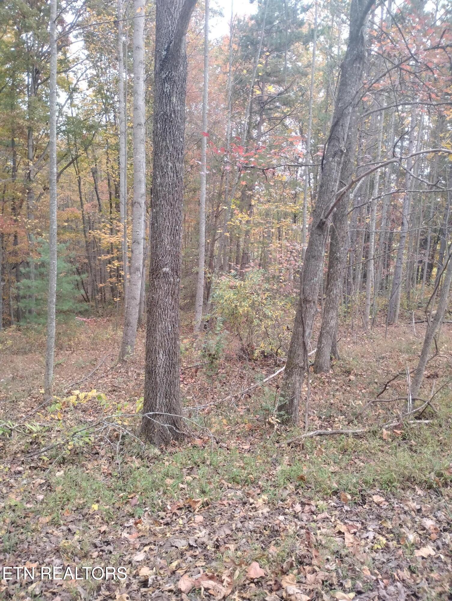 Rocky Top Rd Property Photo 4