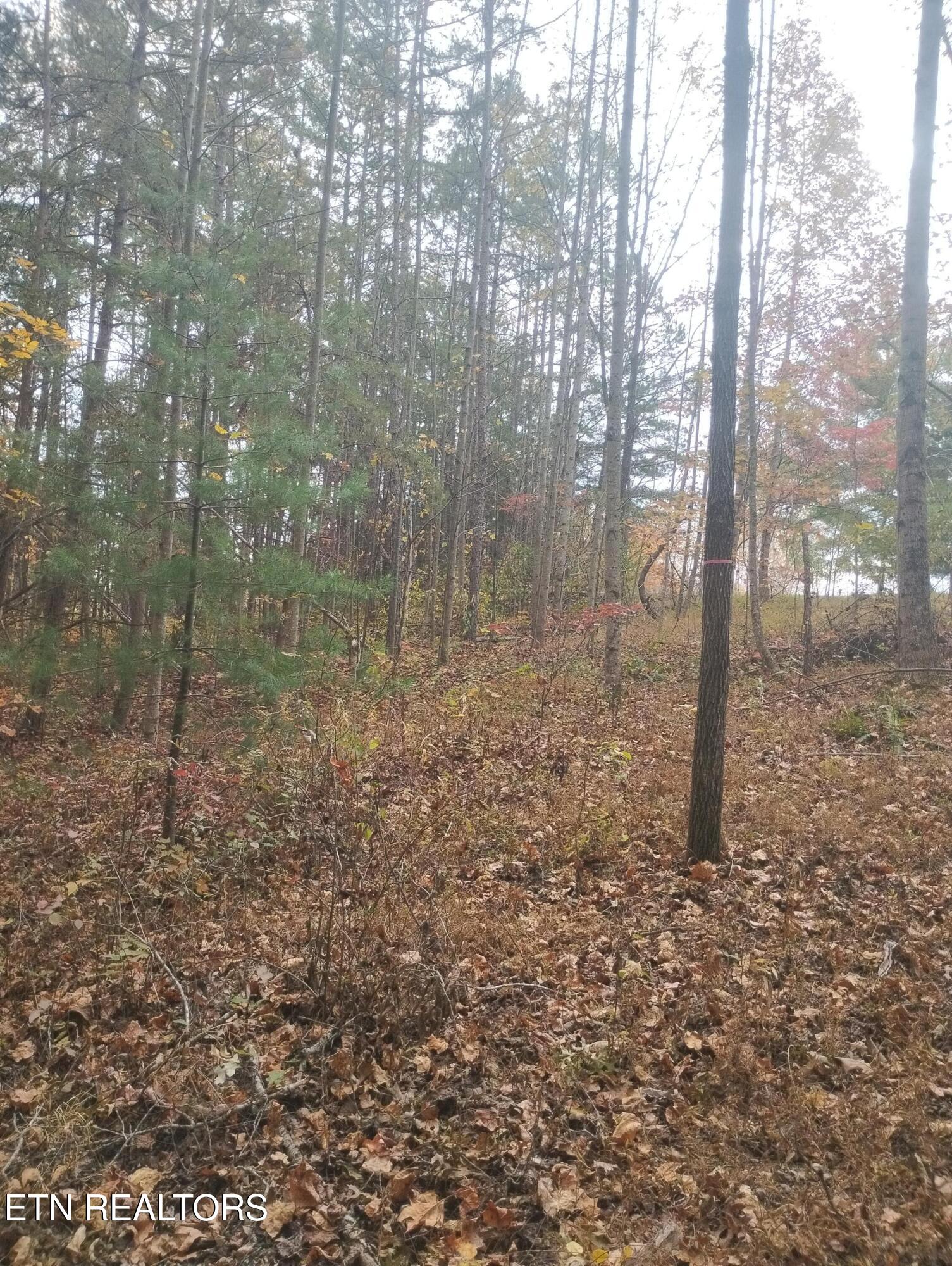 Rocky Top Rd Property Photo 5