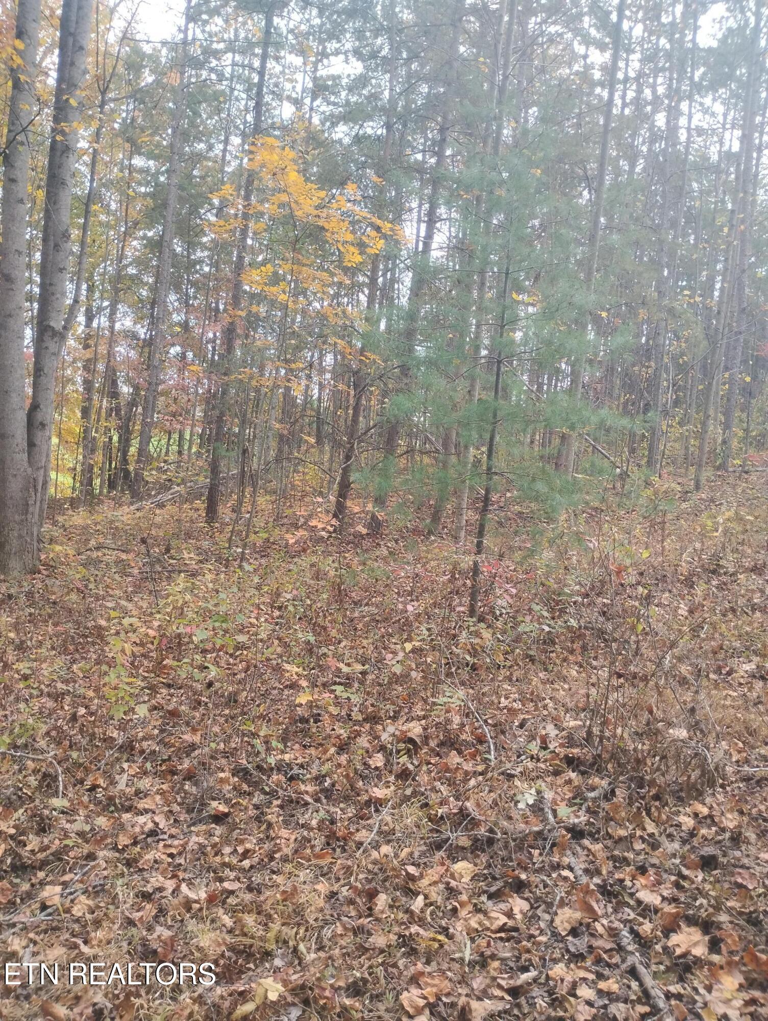 Rocky Top Rd Property Photo 6