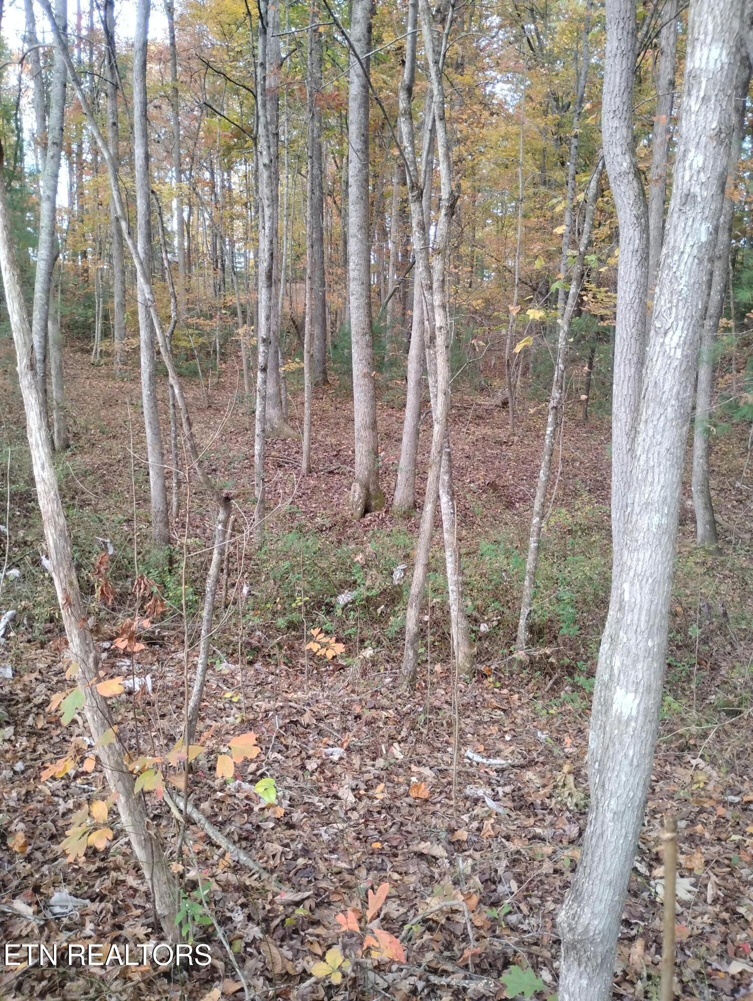 Rocky Top Rd Property Photo 10