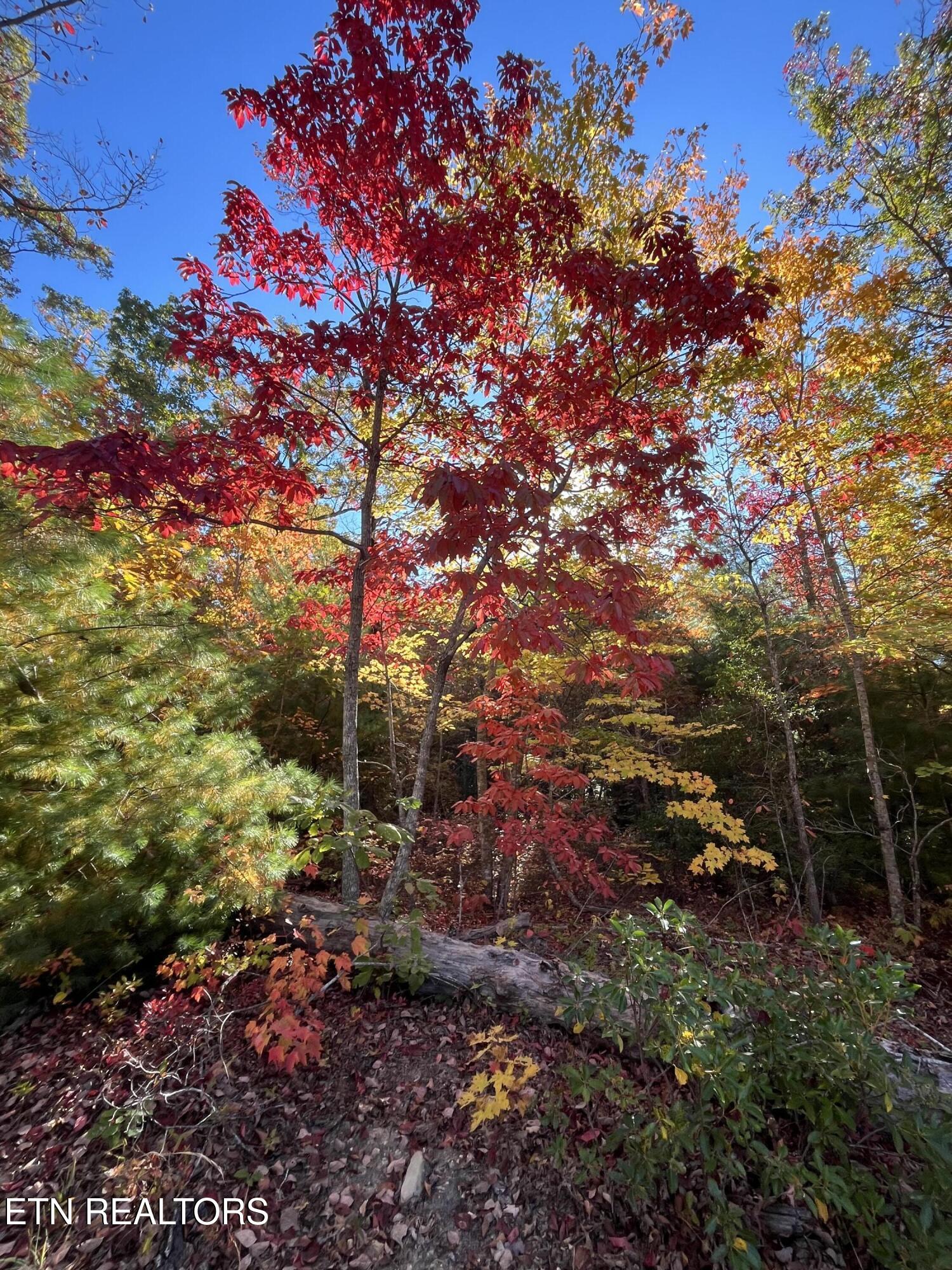 101 Cherokee Path Property Photo 4