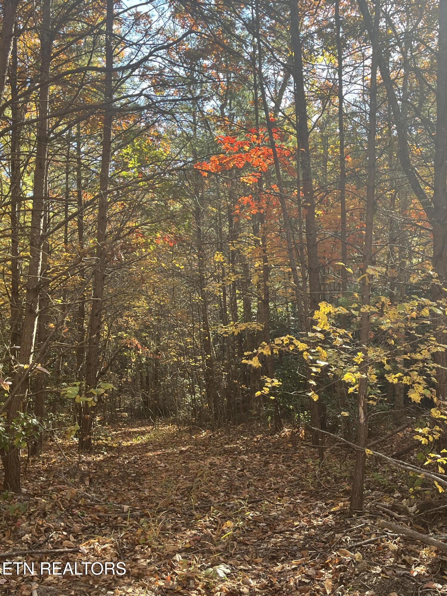 104 Cherokee Path Property Photo 8