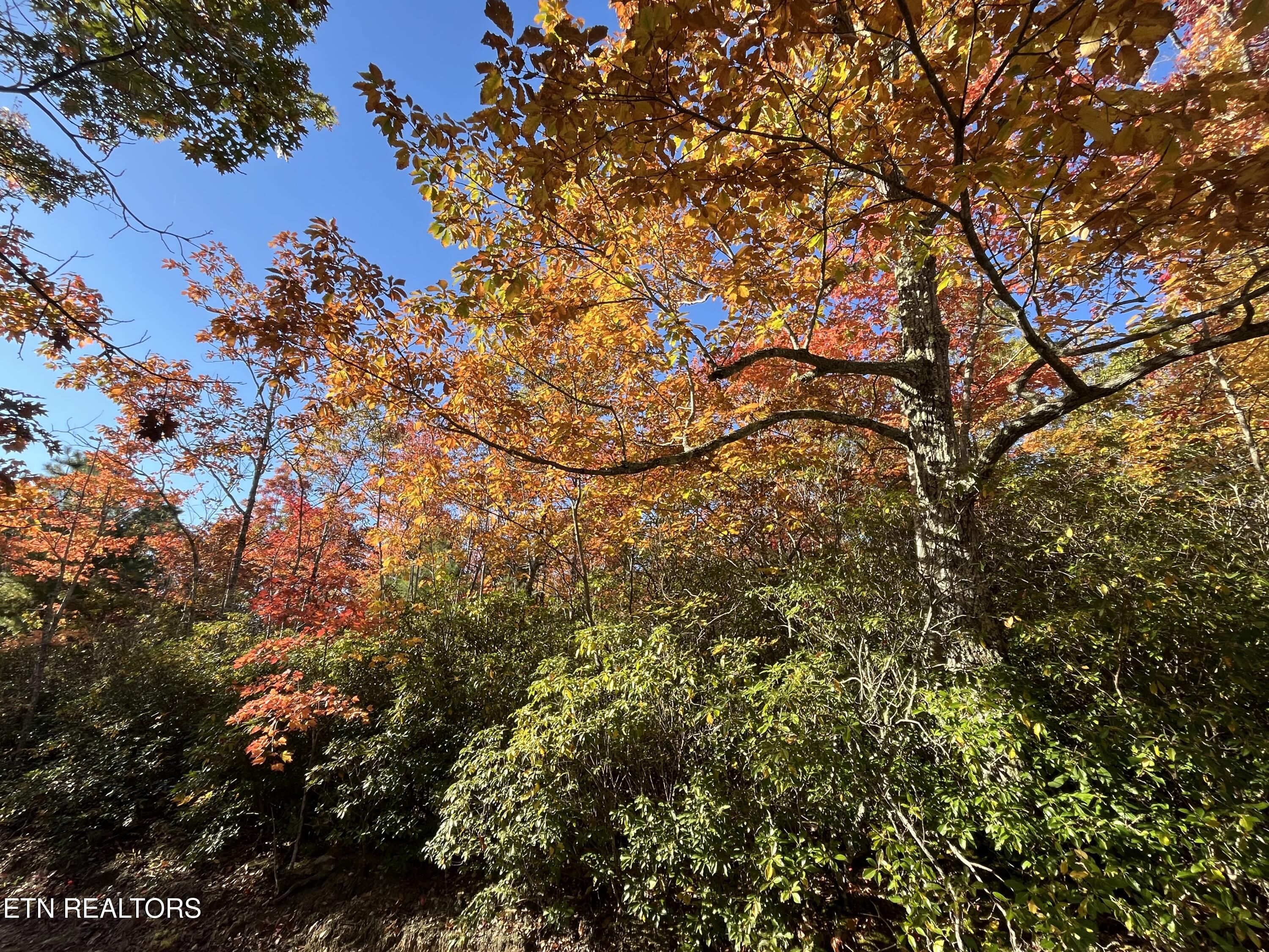 107 Cherokee Path Property Photo 5