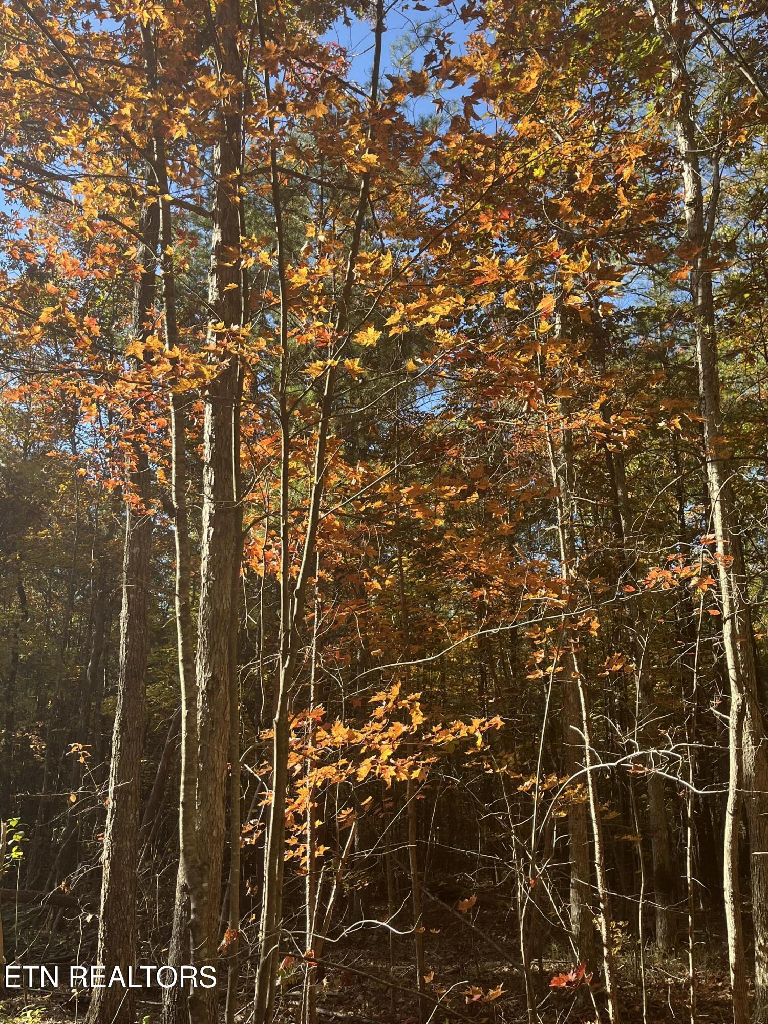 107 Cherokee Path Property Photo 13