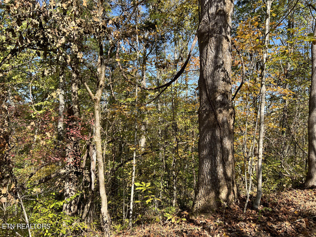 6.43 Acres Property Photo 30