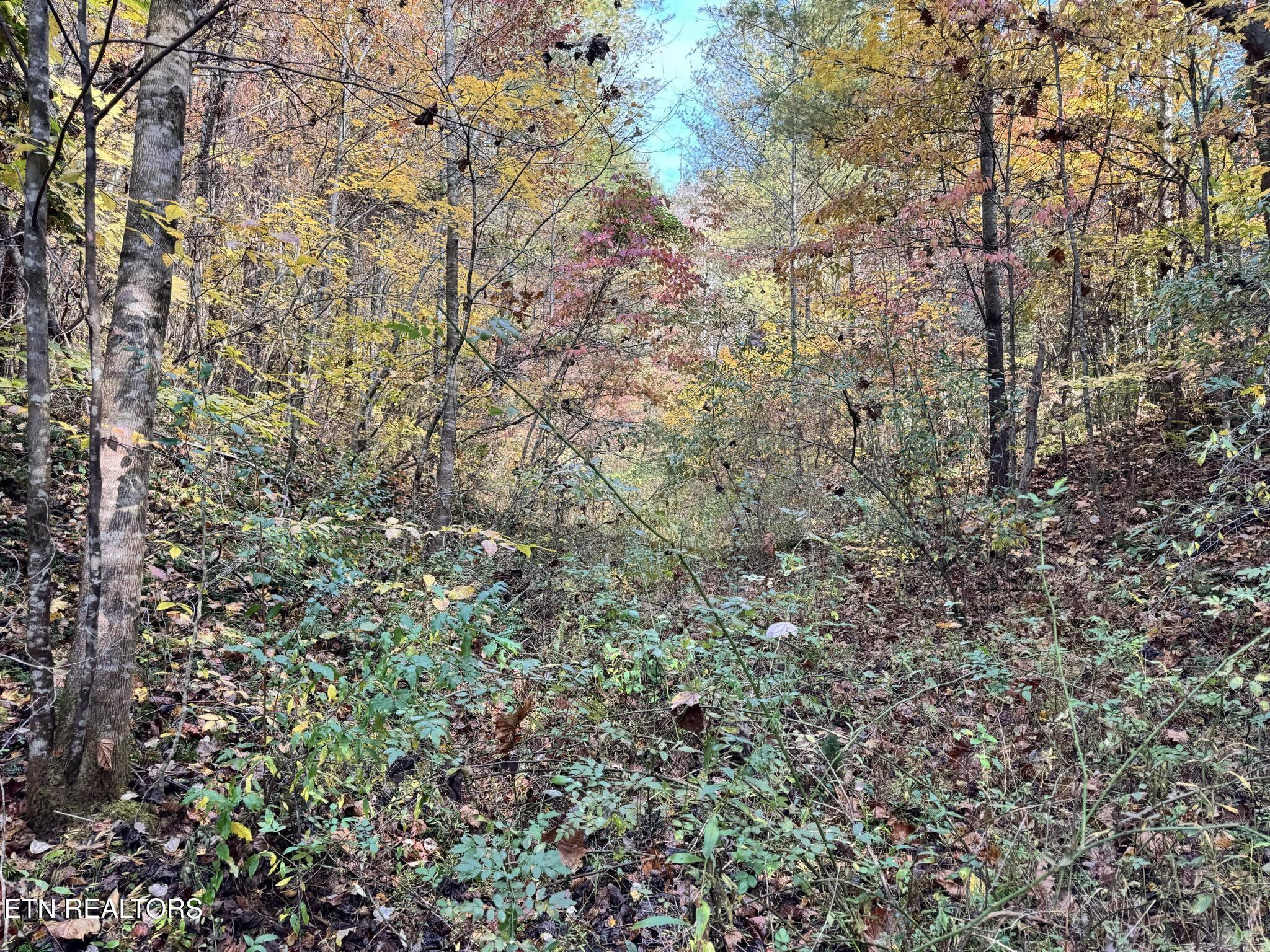 Oneida-paint Rock Rd Property Photo 4