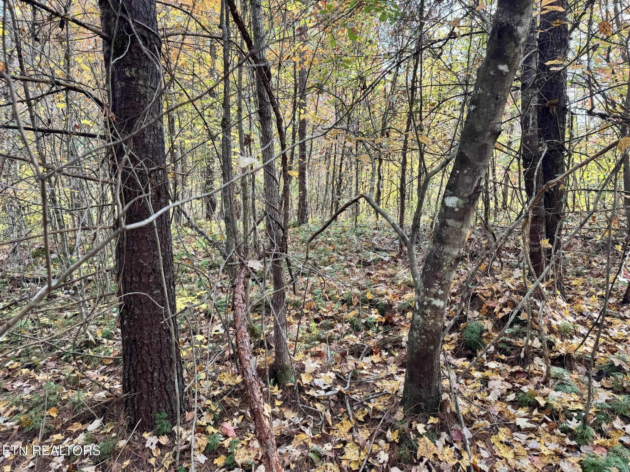 Oneida-paint Rock Rd Property Photo 5