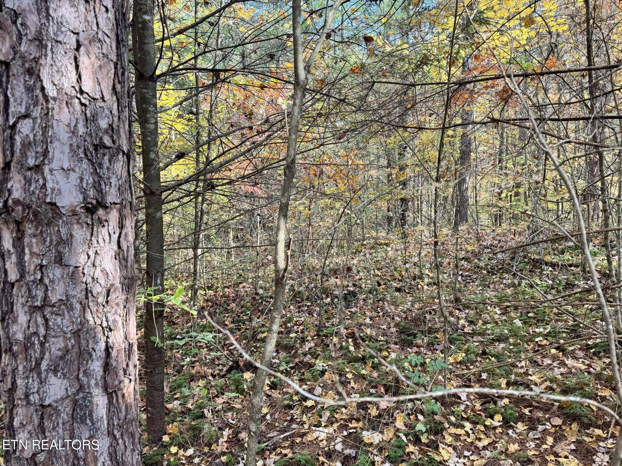 Oneida-paint Rock Rd Property Photo 6
