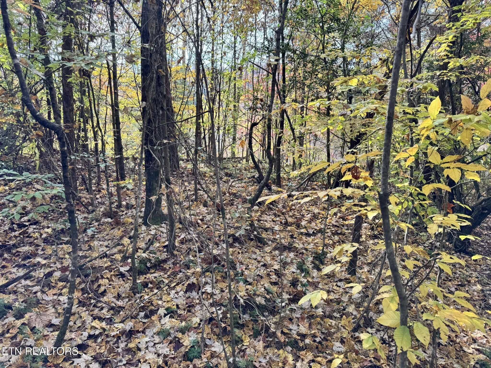 Oneida-paint Rock Rd Property Photo 7