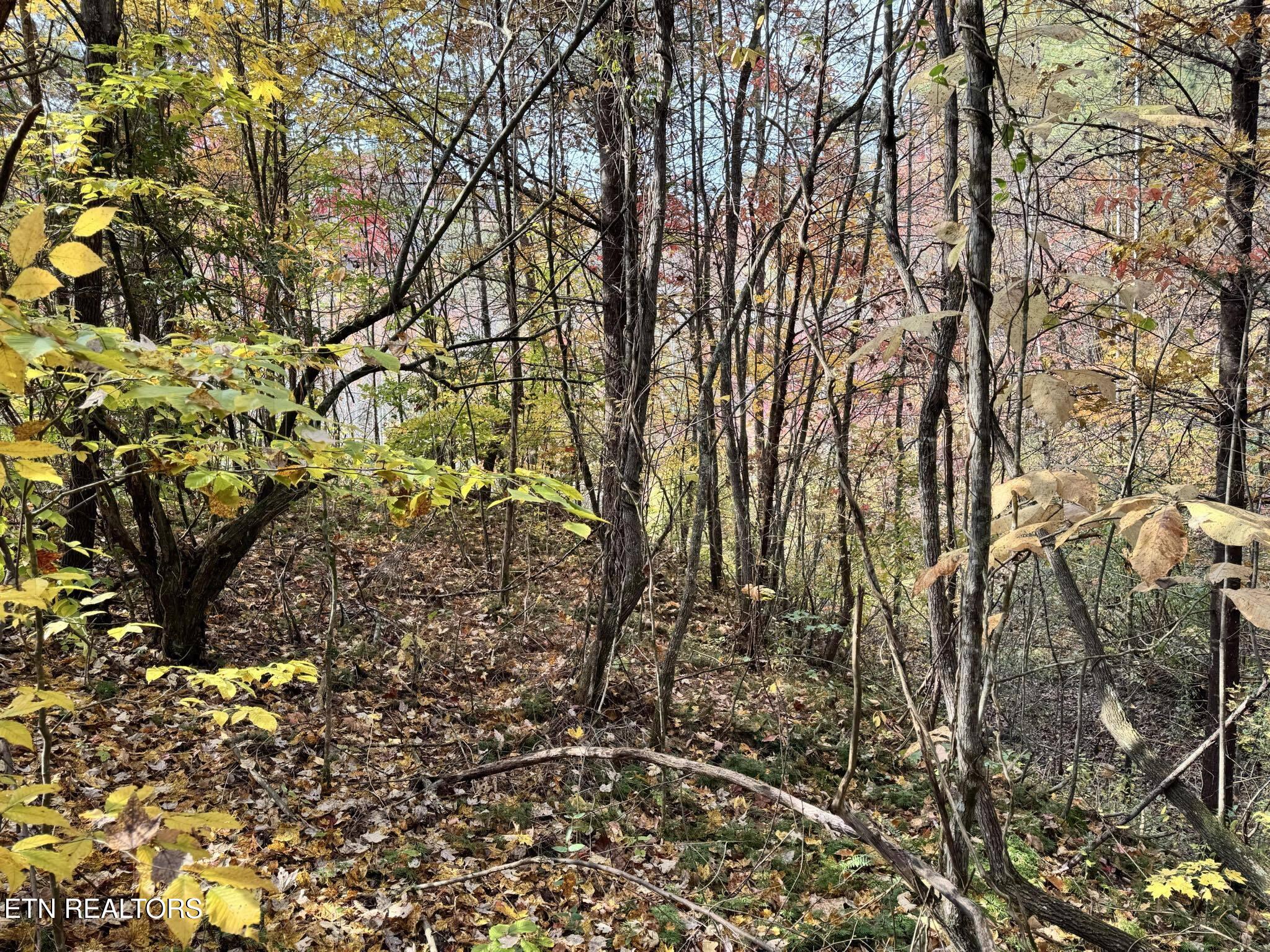 Oneida-paint Rock Rd Property Photo 8