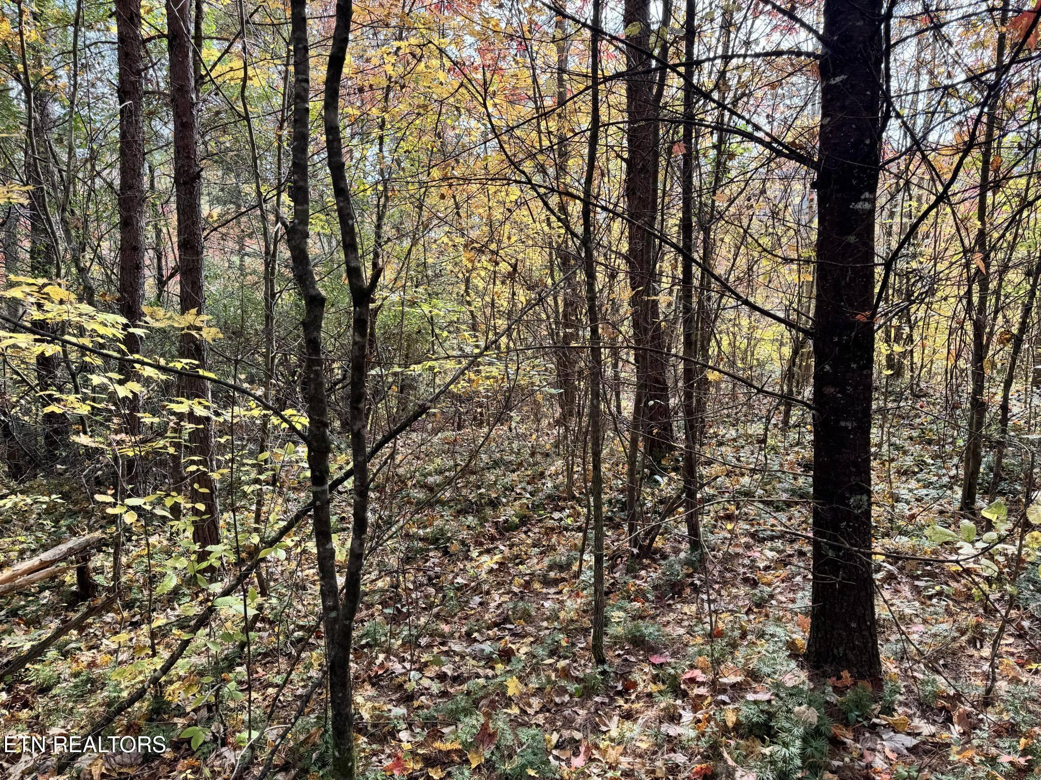 Oneida-paint Rock Rd Property Photo 9