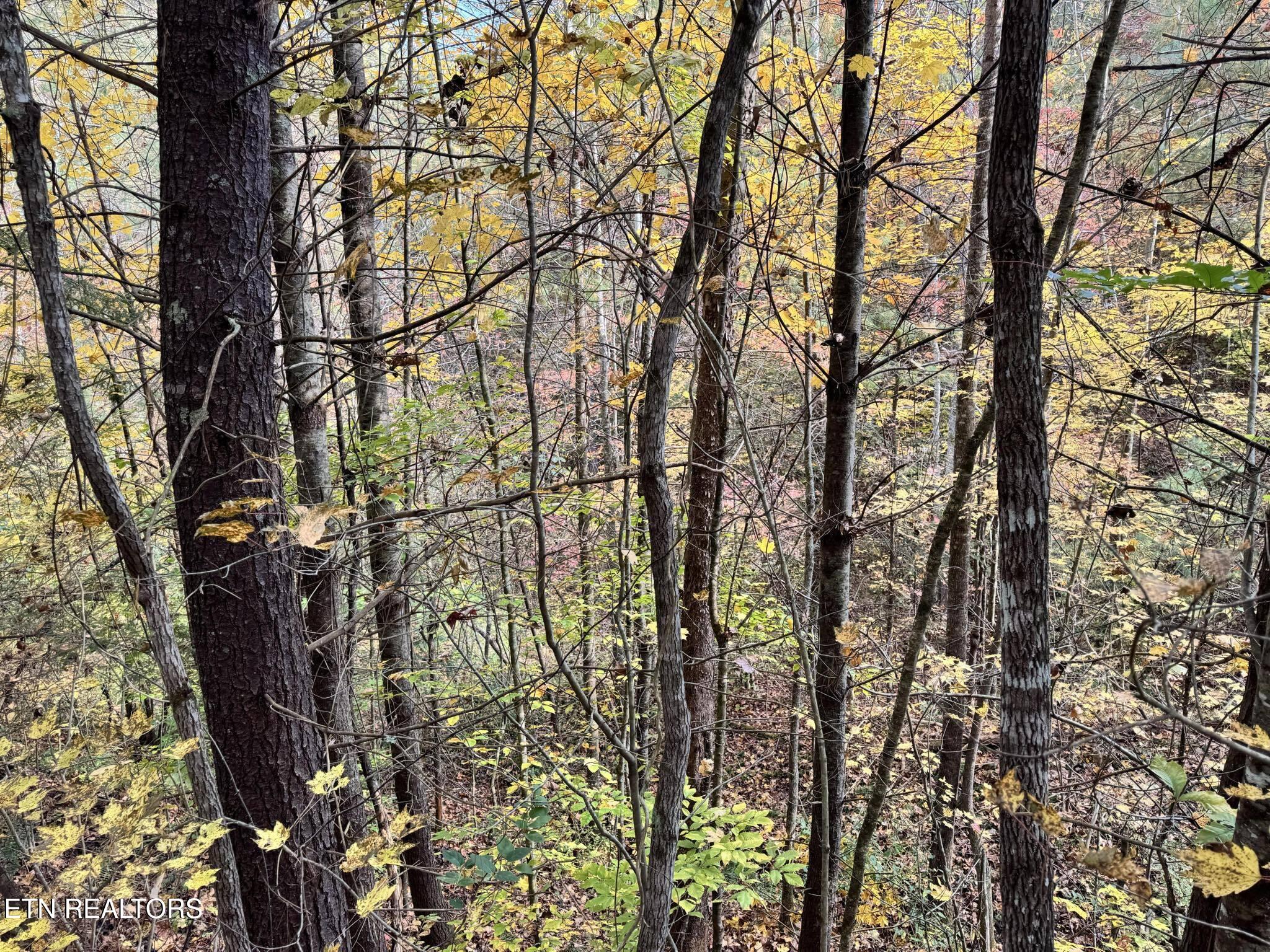 Oneida-paint Rock Rd Property Photo 10
