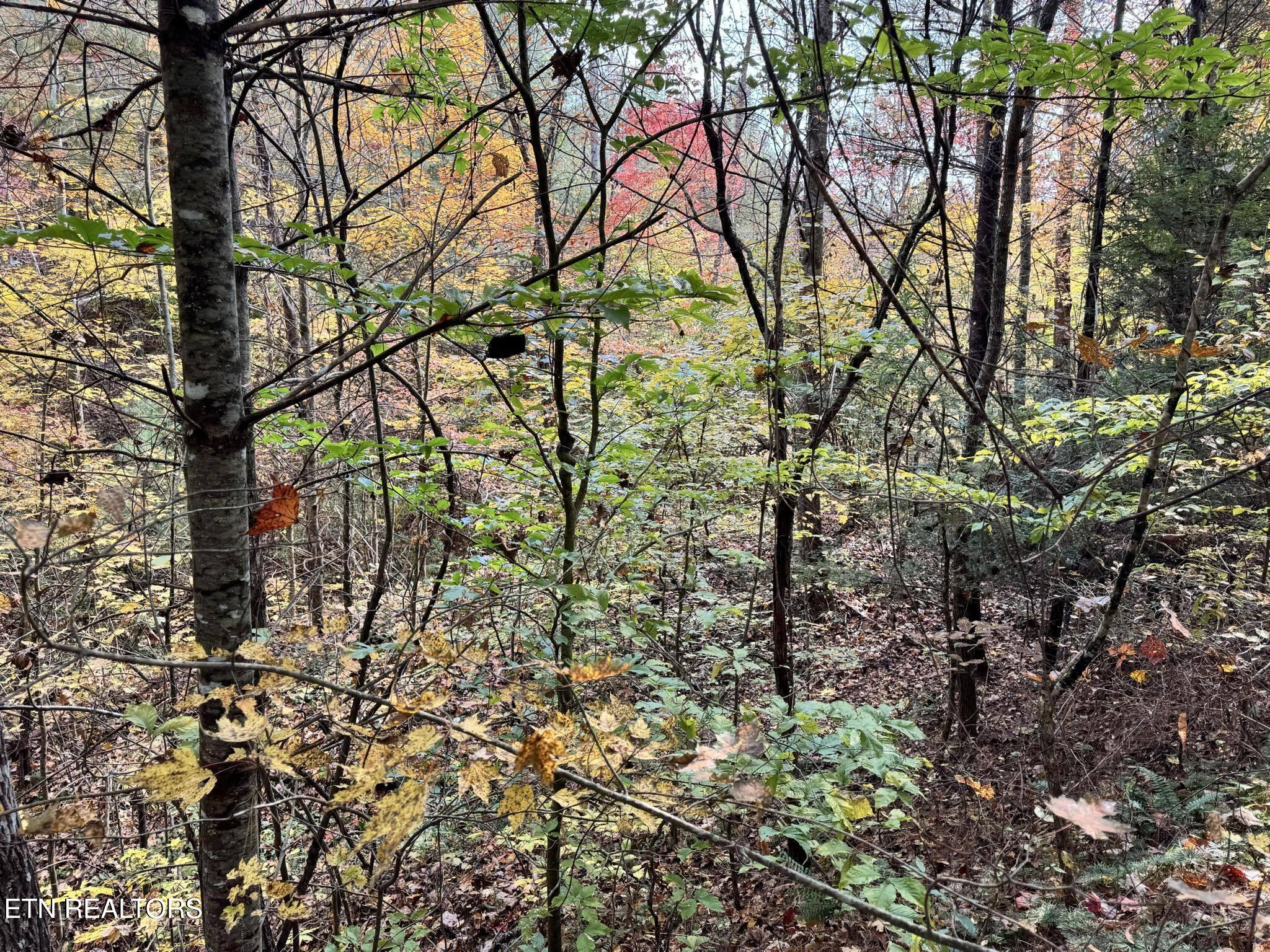 Oneida-paint Rock Rd Property Photo 11