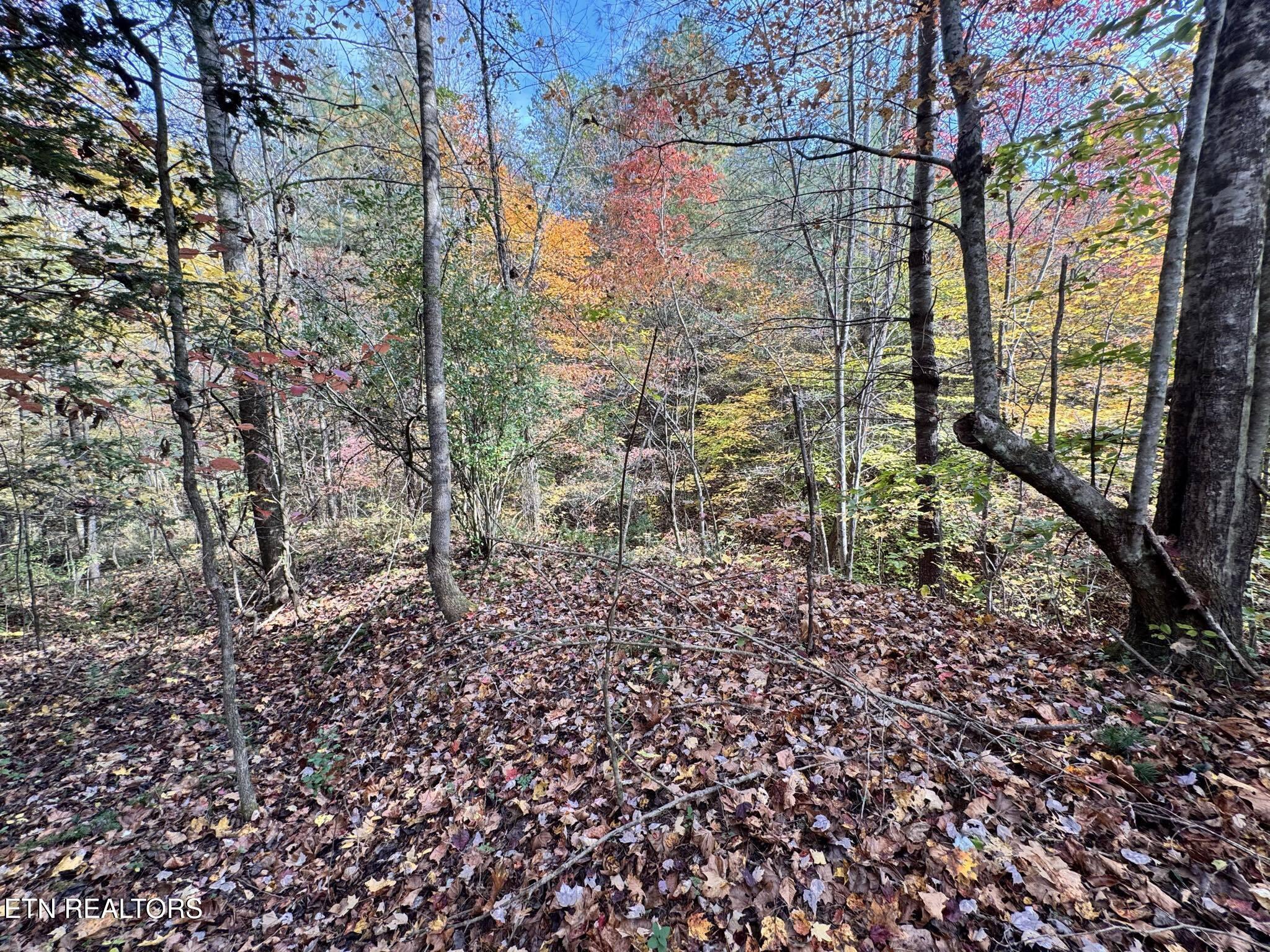 Oneida-paint Rock Rd Property Photo 12