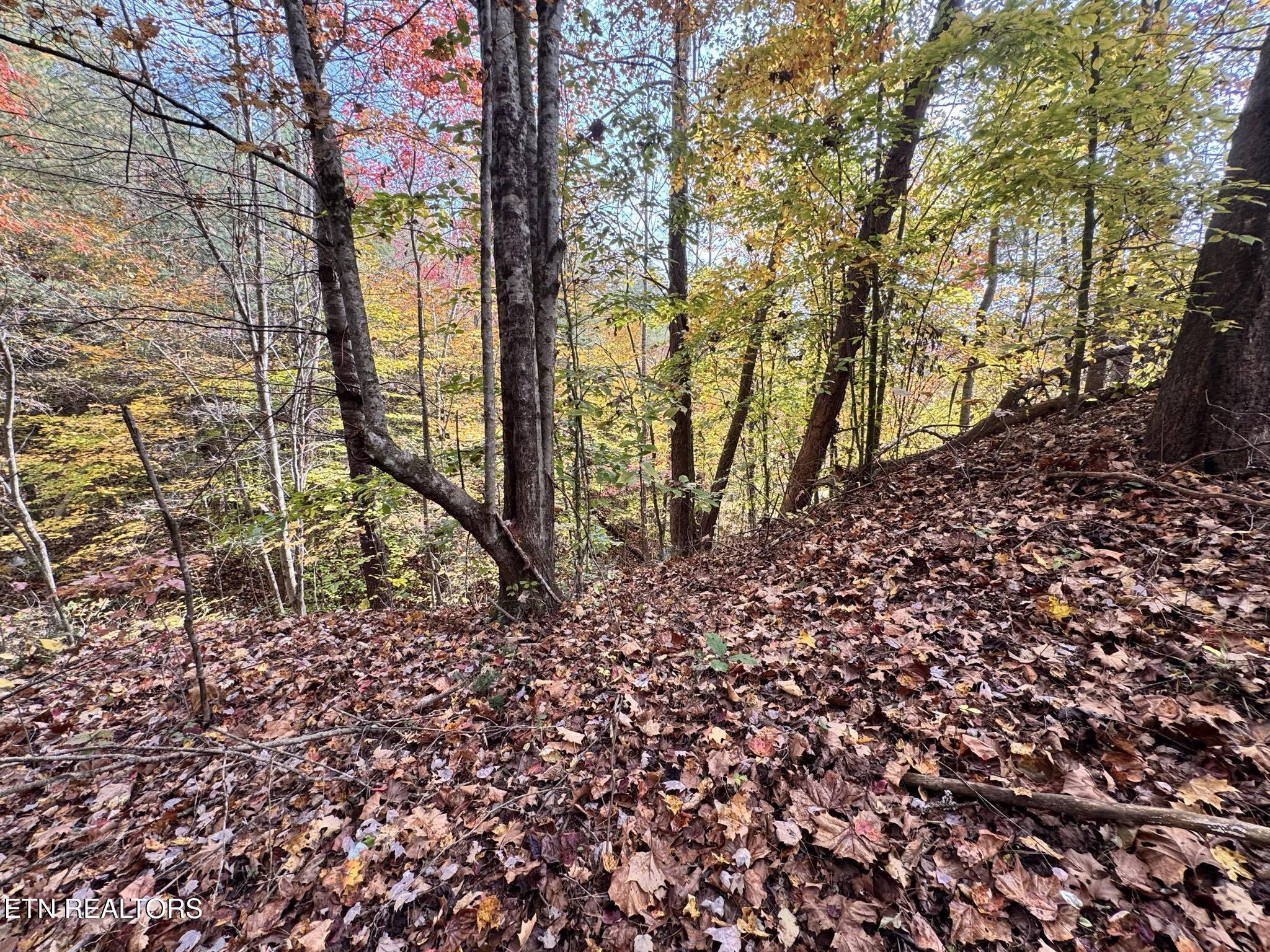 Oneida-paint Rock Rd Property Photo 13