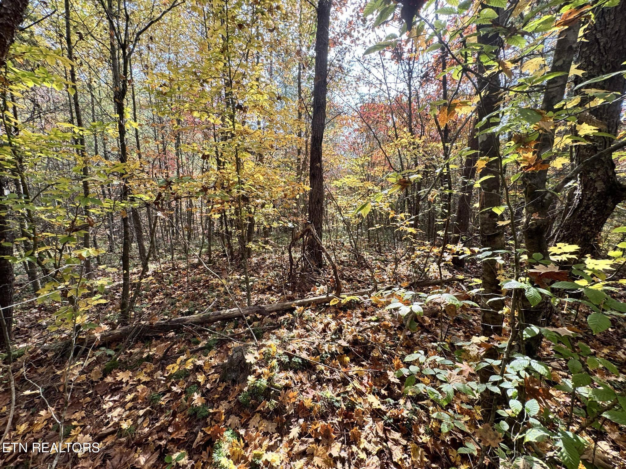 Oneida-paint Rock Rd Property Photo 14