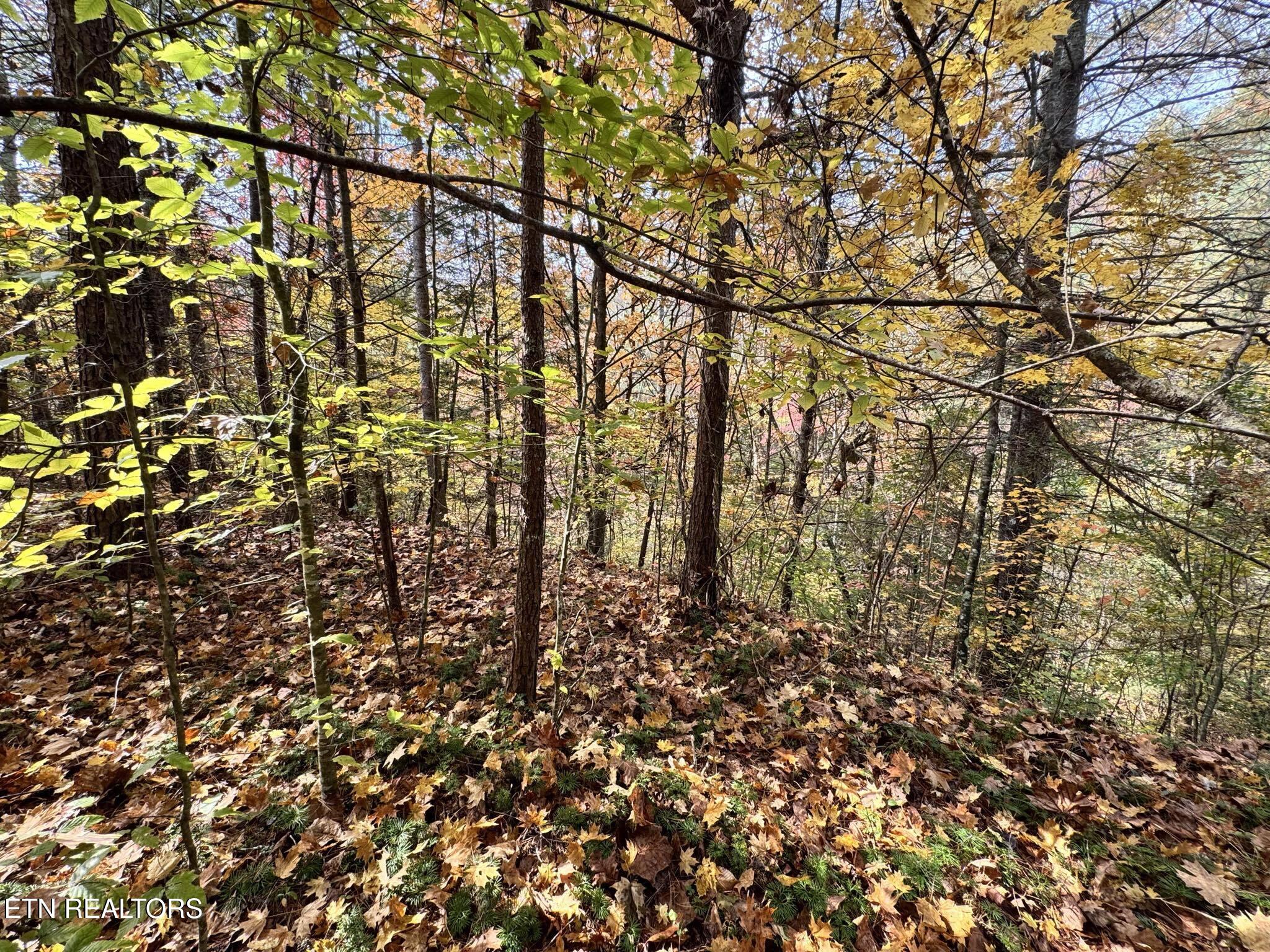 Oneida-paint Rock Rd Property Photo 15