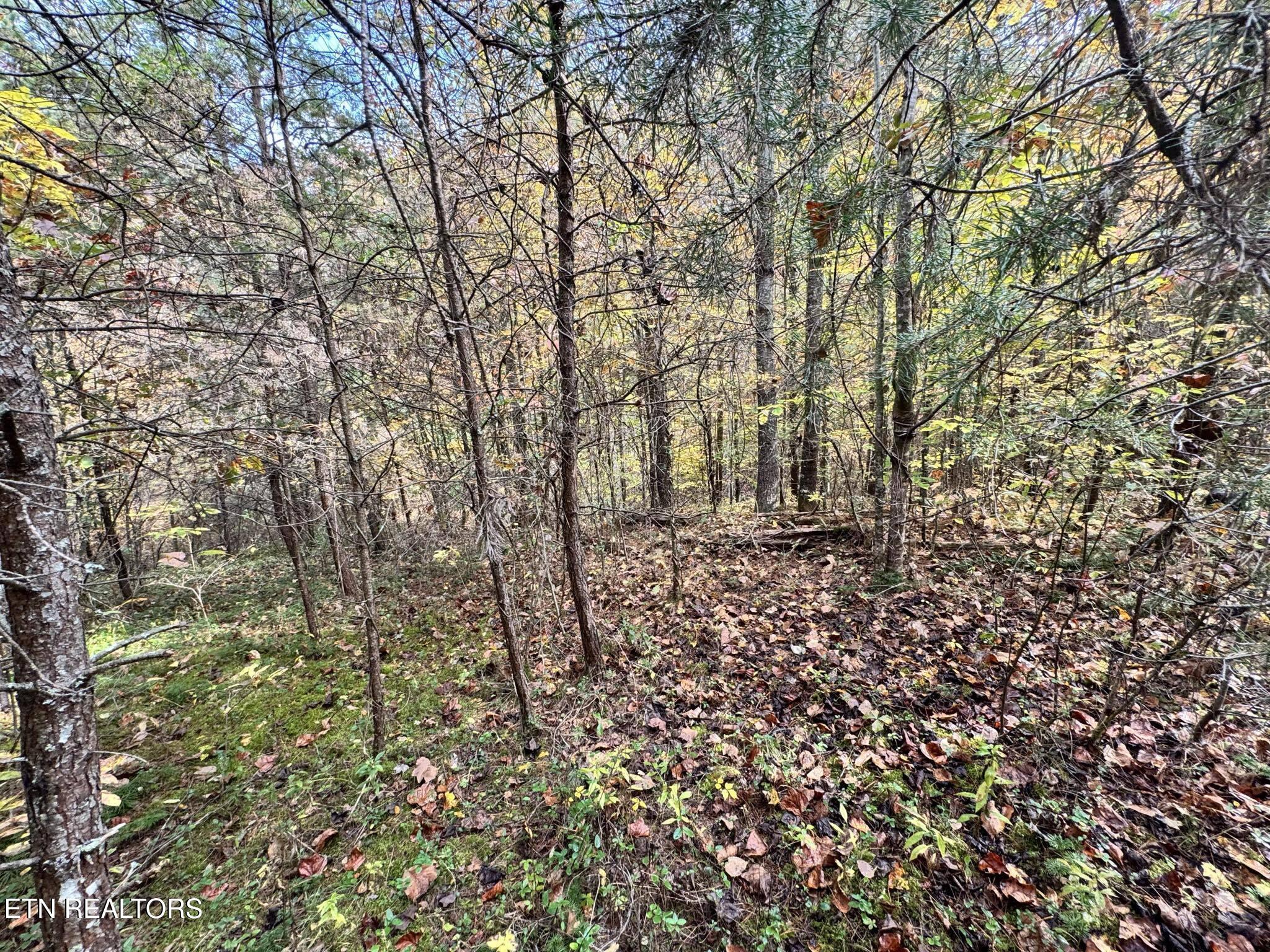 Oneida-paint Rock Rd Property Photo 16