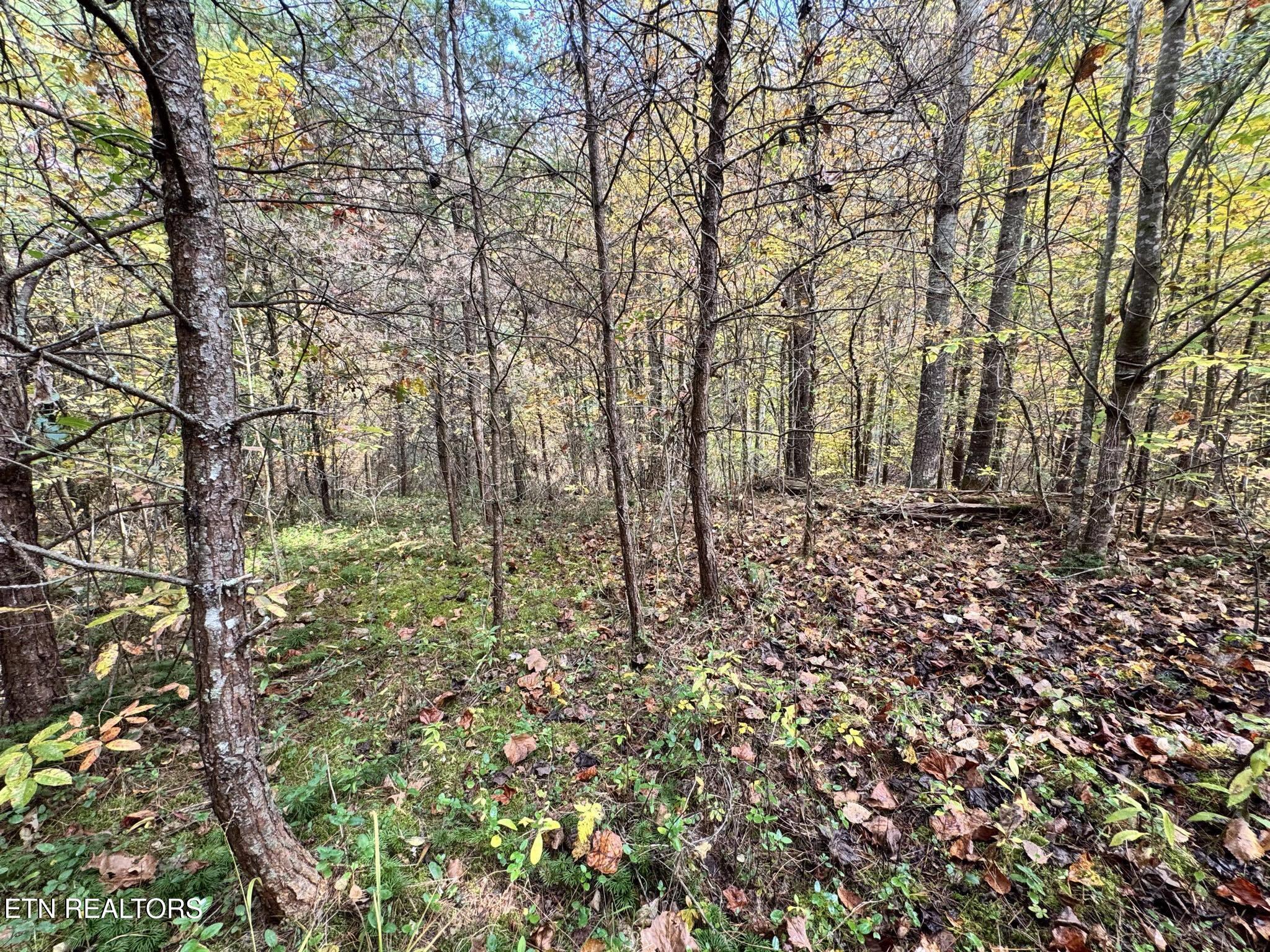 Oneida-paint Rock Rd Property Photo 17