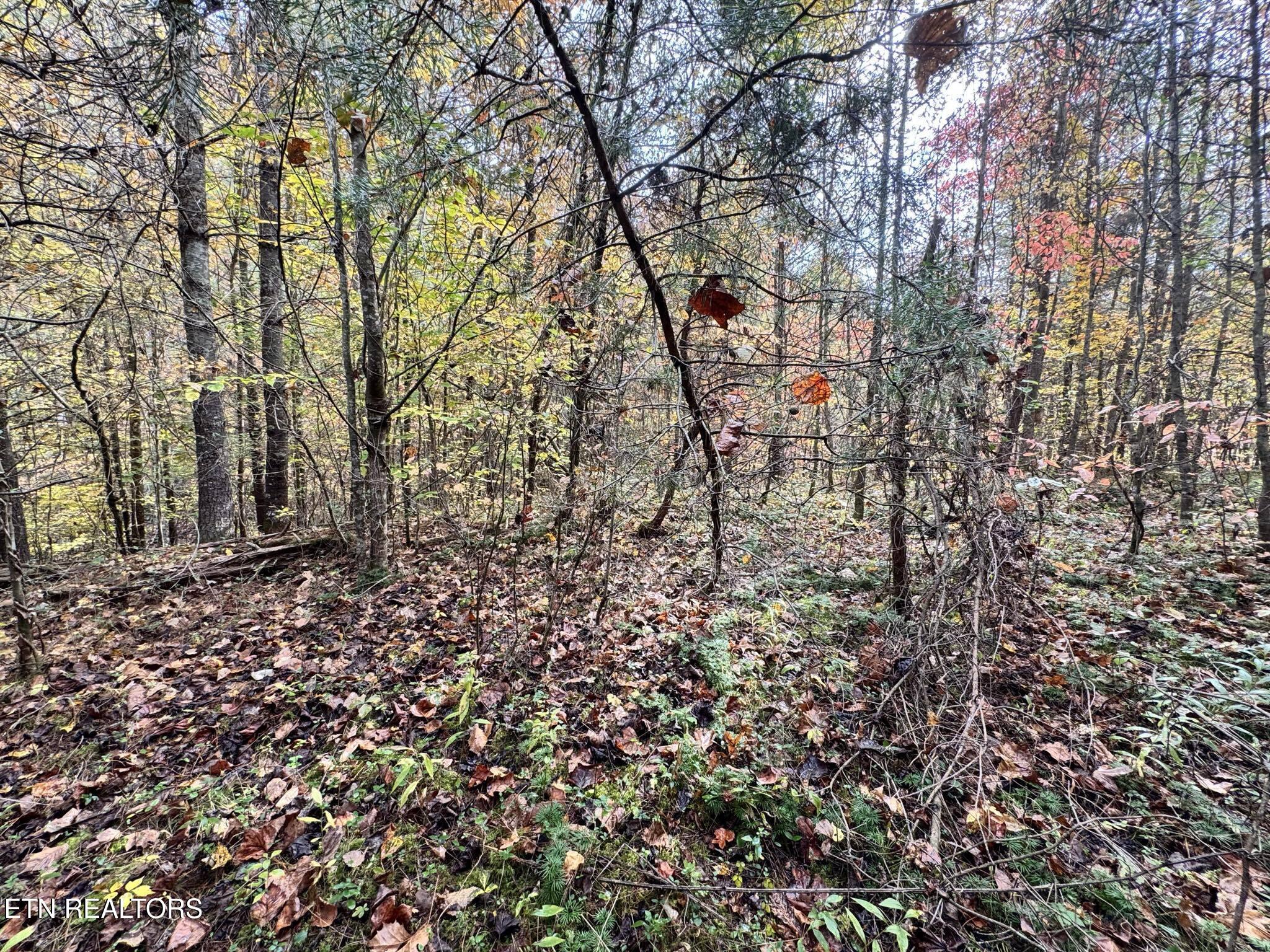 Oneida-paint Rock Rd Property Photo 18