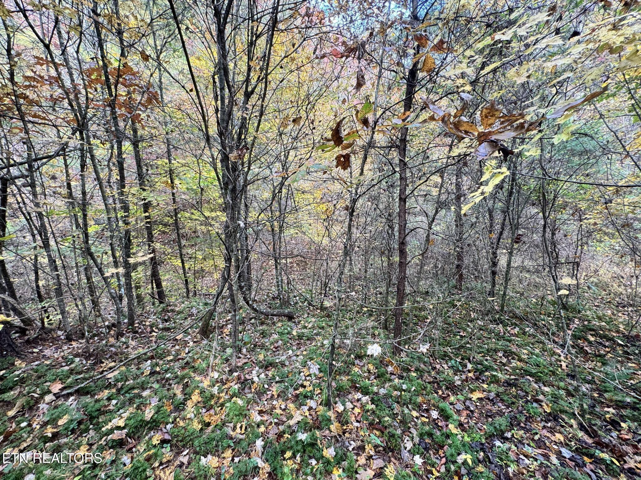 Oneida-paint Rock Rd Property Photo 20