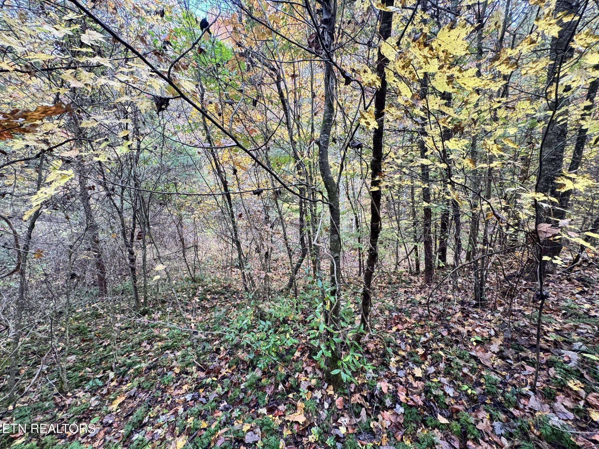 Oneida-paint Rock Rd Property Photo 21