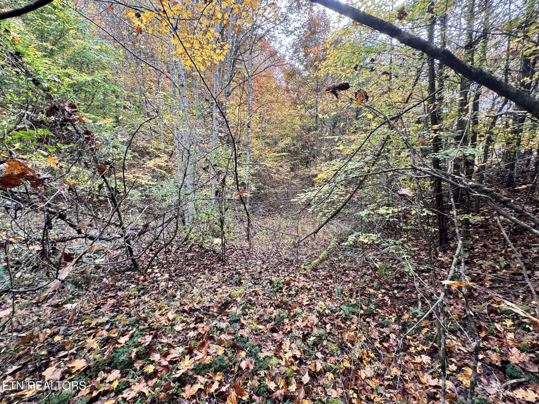 Oneida-paint Rock Rd Property Photo 22