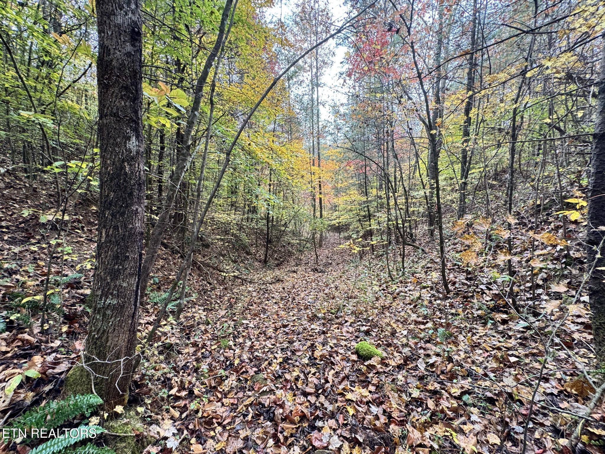 Oneida-paint Rock Rd Property Photo 23