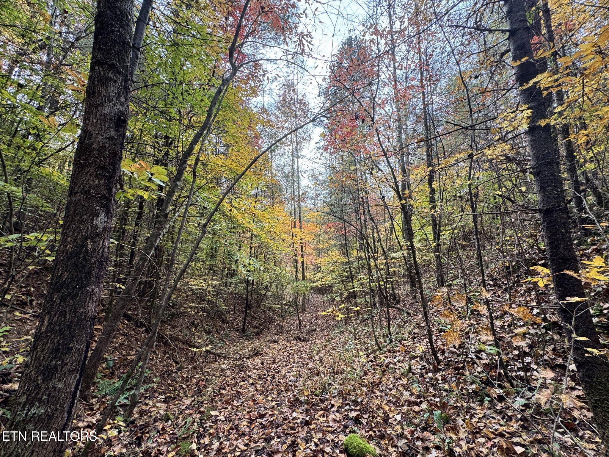 Oneida-paint Rock Rd Property Photo 24