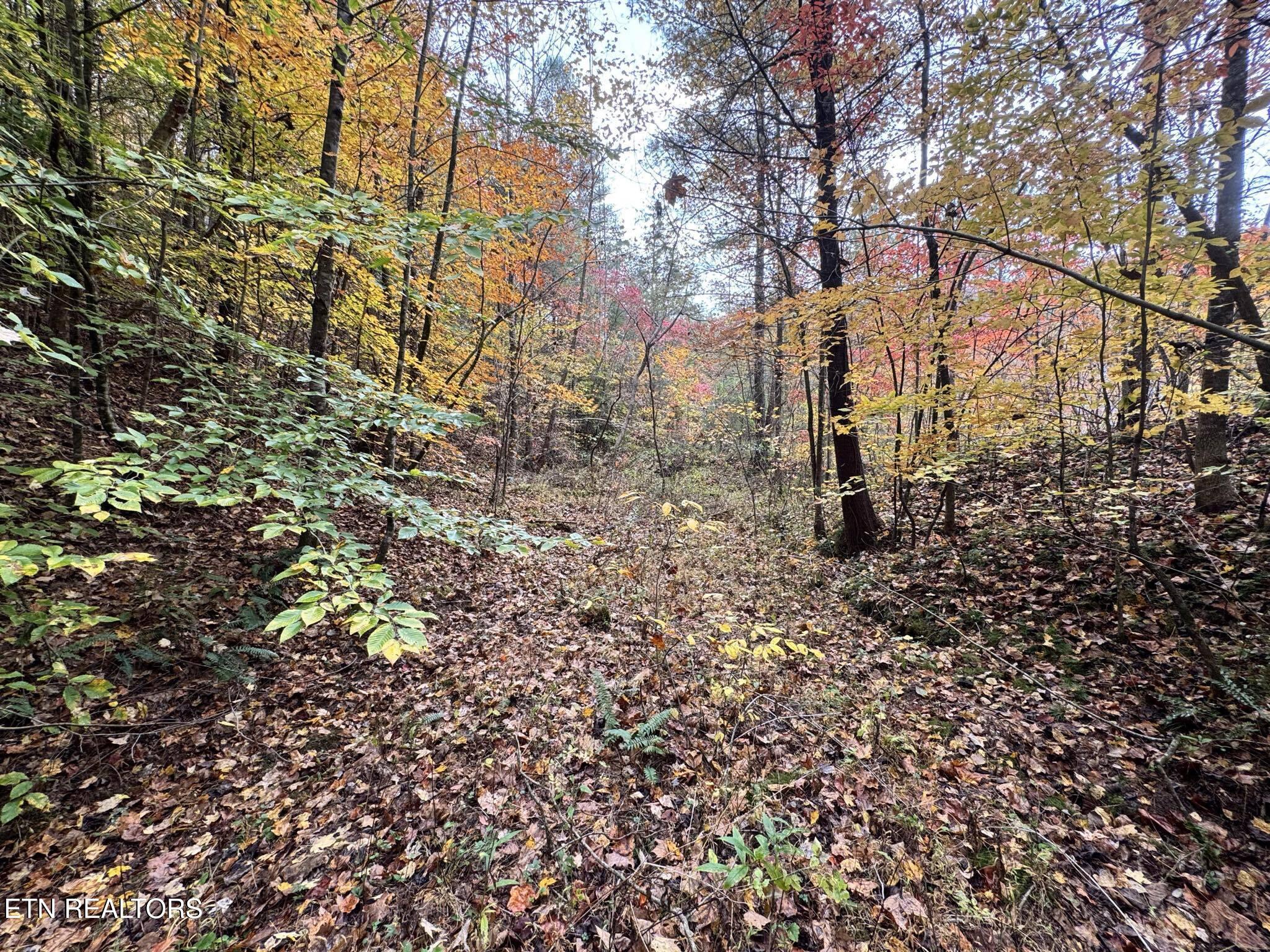 Oneida-paint Rock Rd Property Photo 25