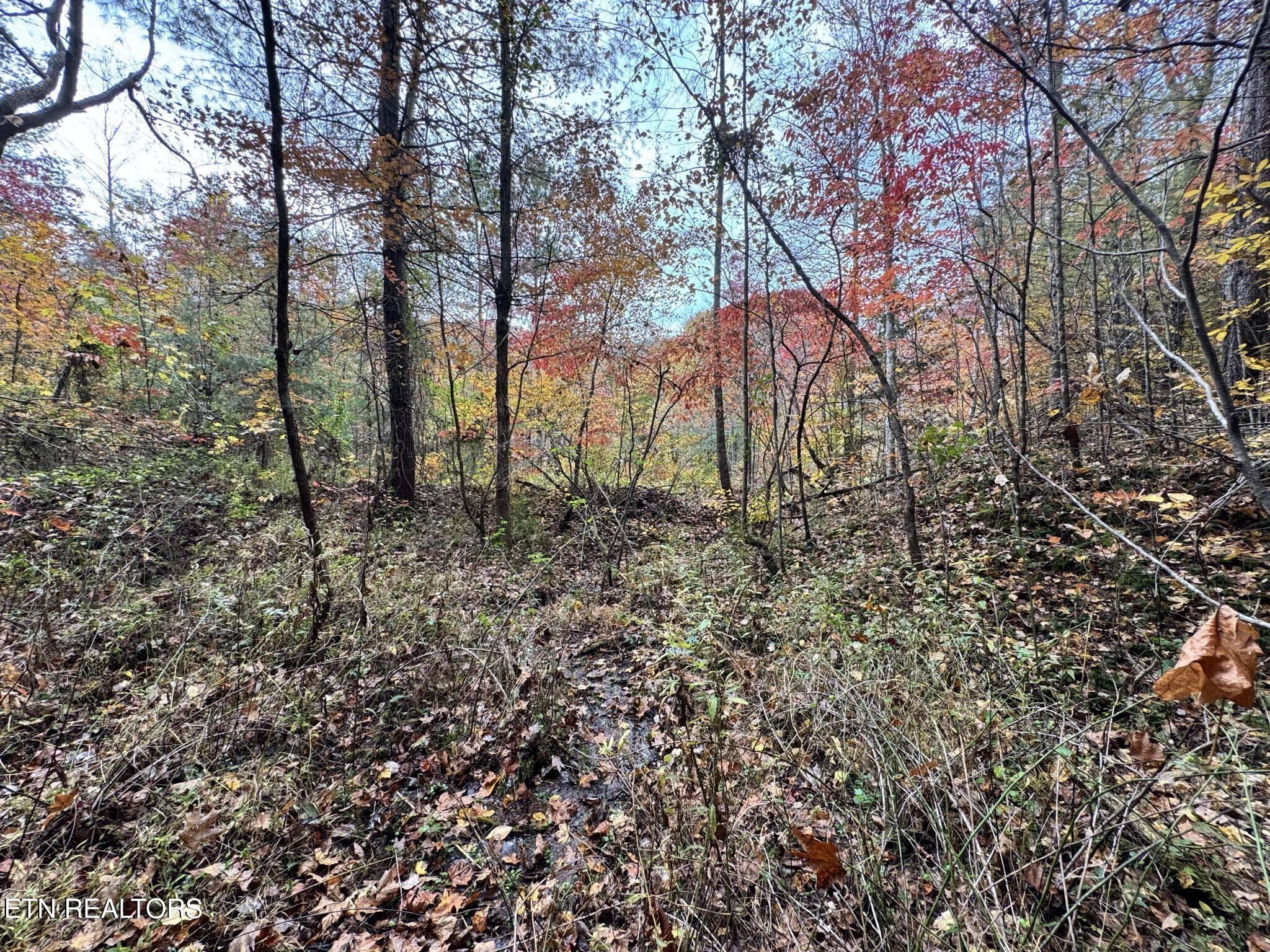 Oneida-paint Rock Rd Property Photo 26
