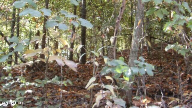 8.60ac Moss Arcot Rd Property Photo 38