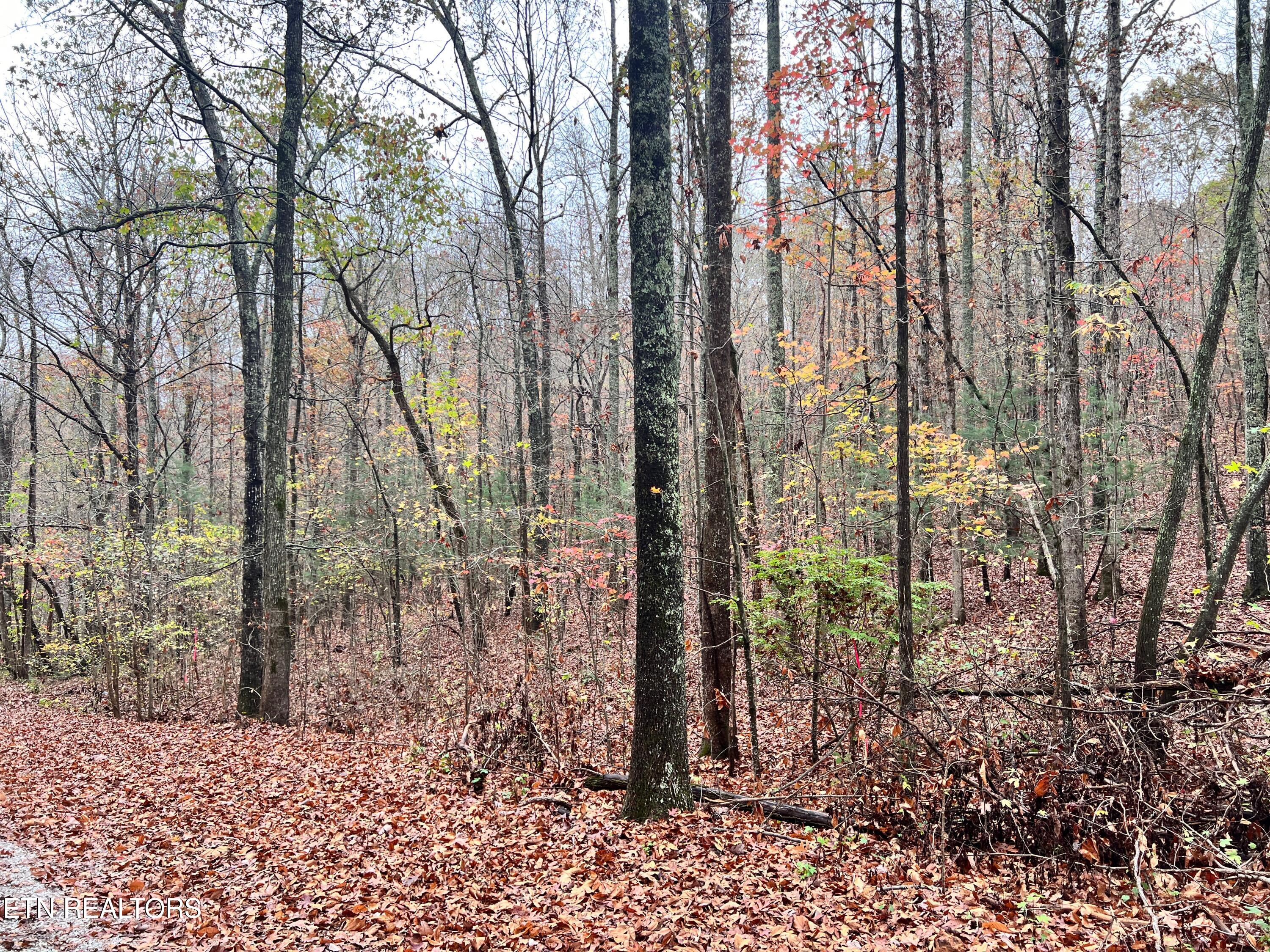 Lot 5 Raby Hollow Rd Property Photo 1