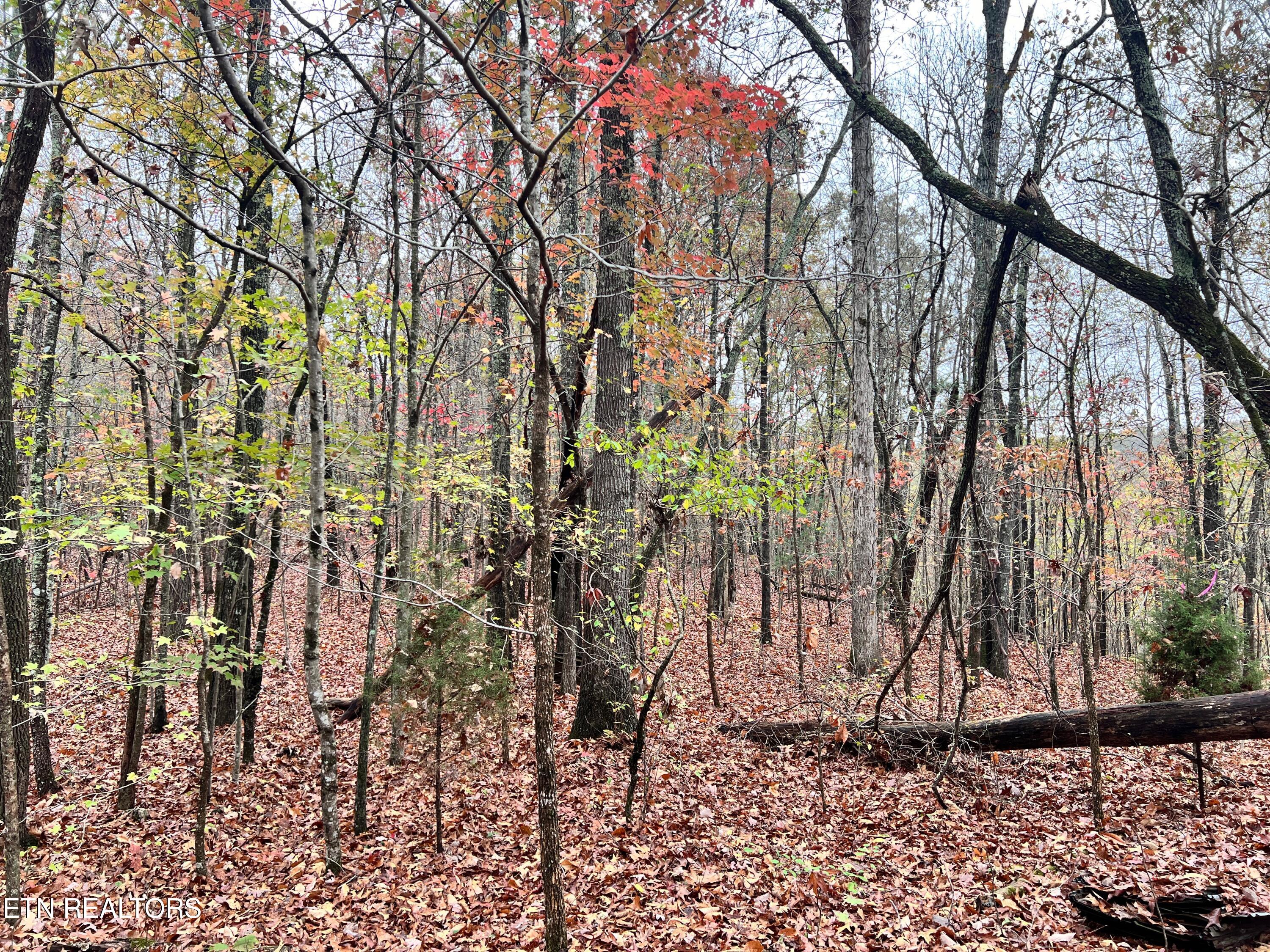 Lot 7 Raby Hollow Rd Property Photo 1