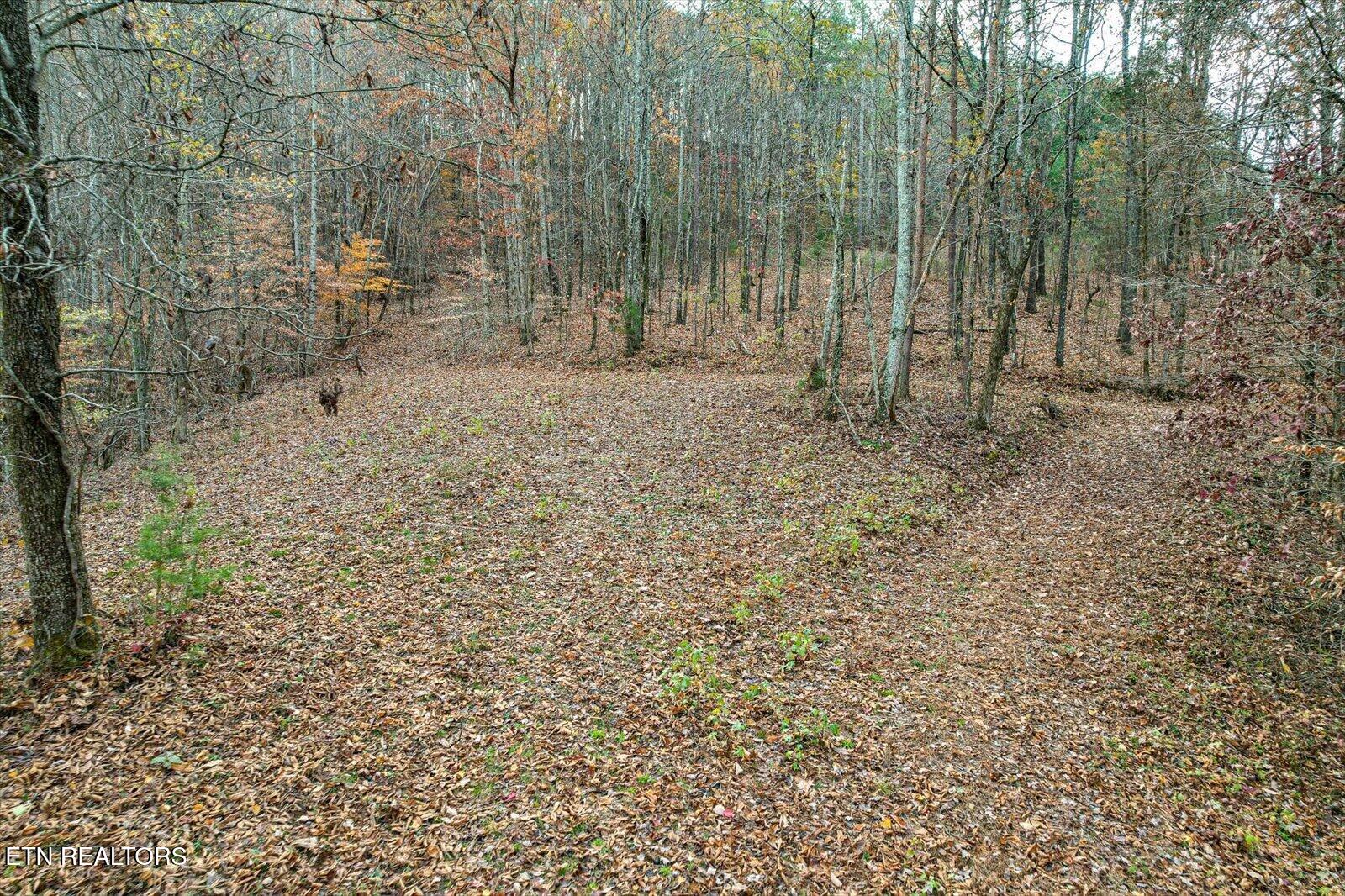25 Acres County Road 758 Property Photo 14