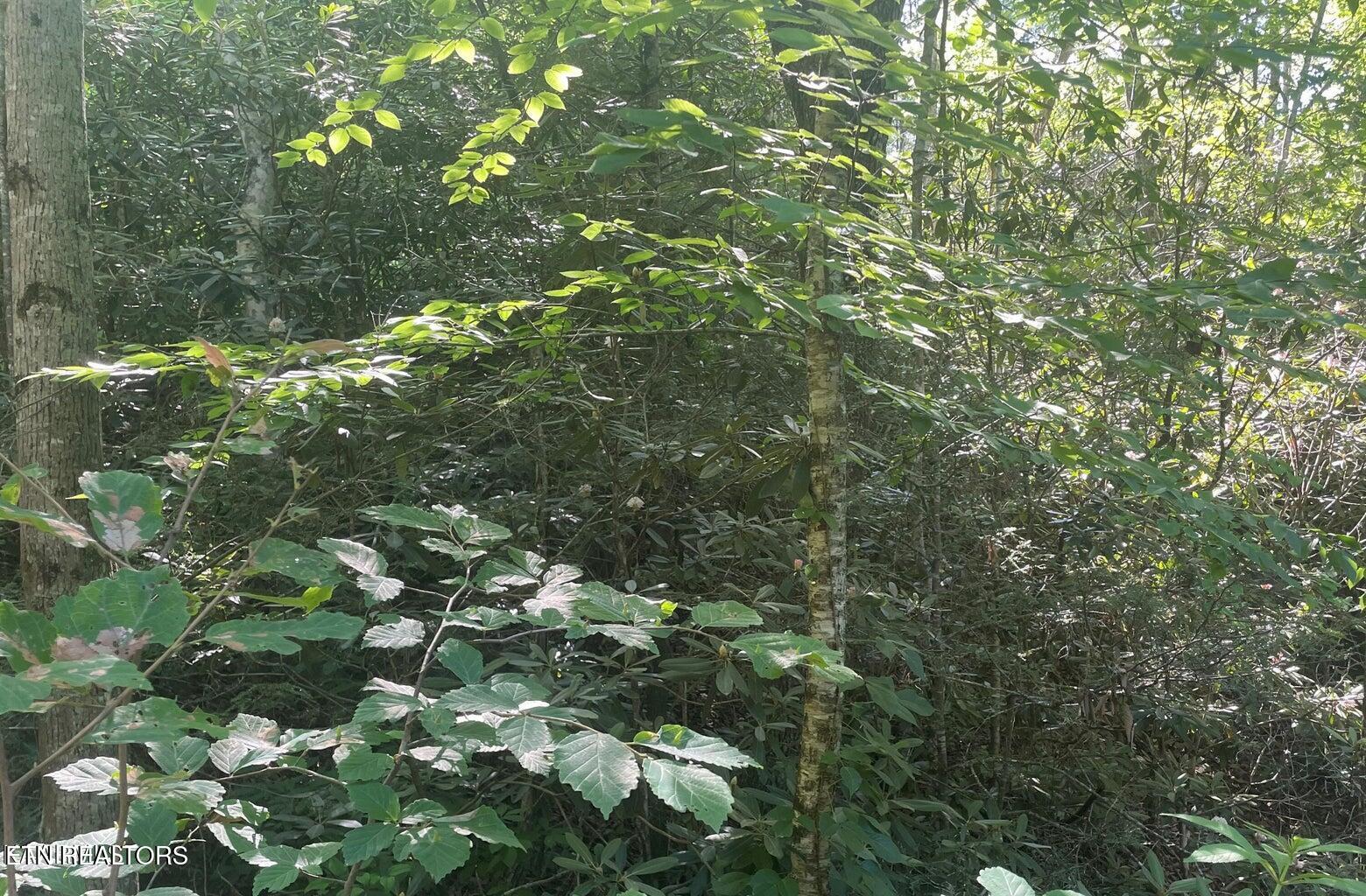 Lot 70 Hazelnut Lane Property Photo 3