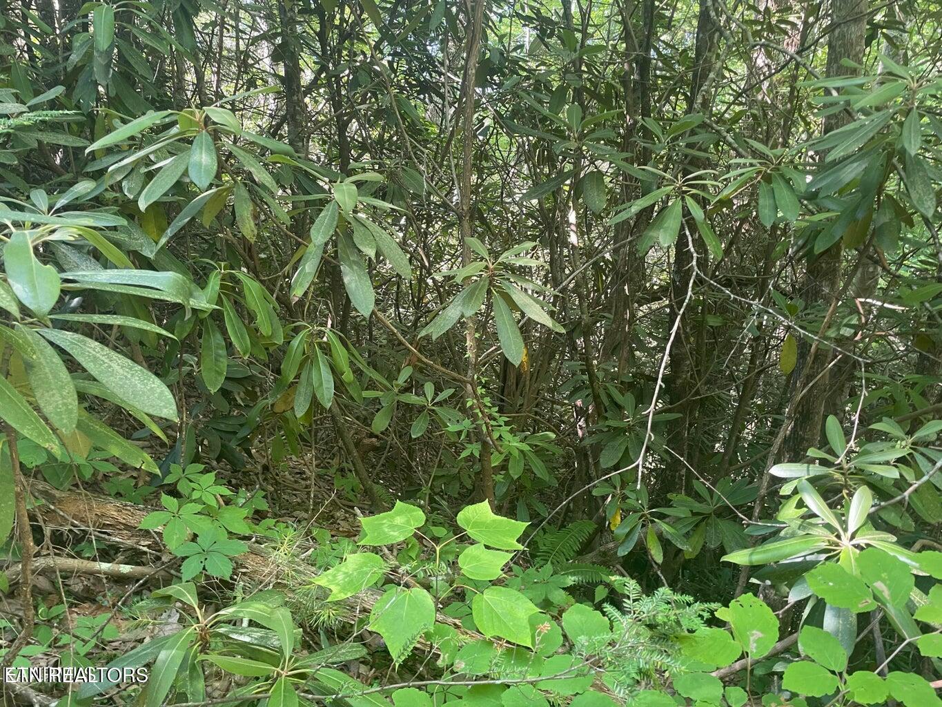 Lot 89 Sycamore St Property Photo 1