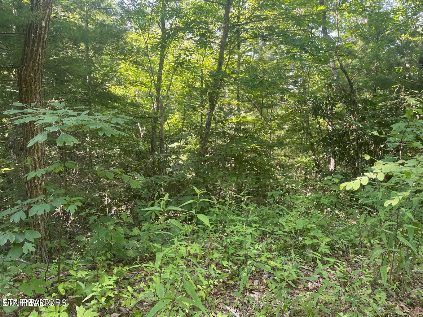 Lot 89 Sycamore St Property Photo 3