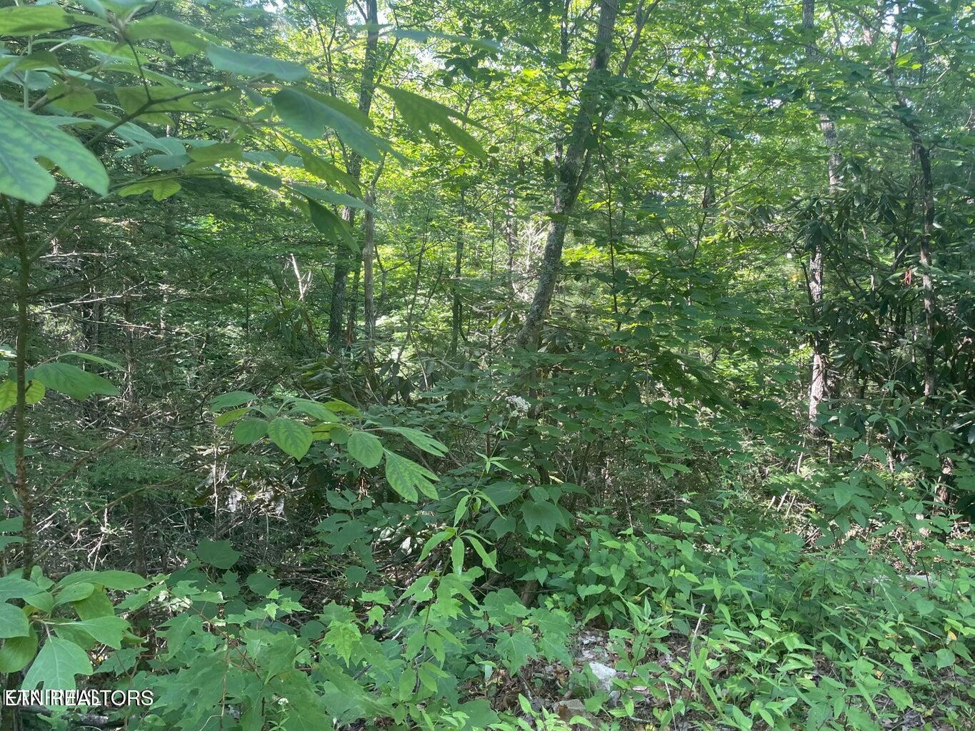 Lot 89 Sycamore St Property Photo 4