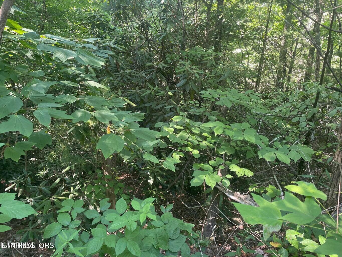 Lot 89 Sycamore St Property Photo 6