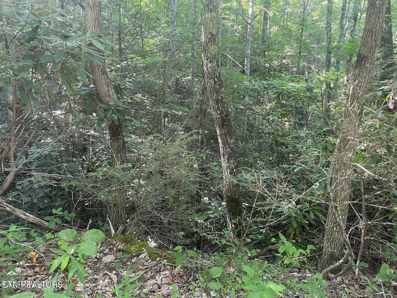 Lot 89 Sycamore St Property Photo 7